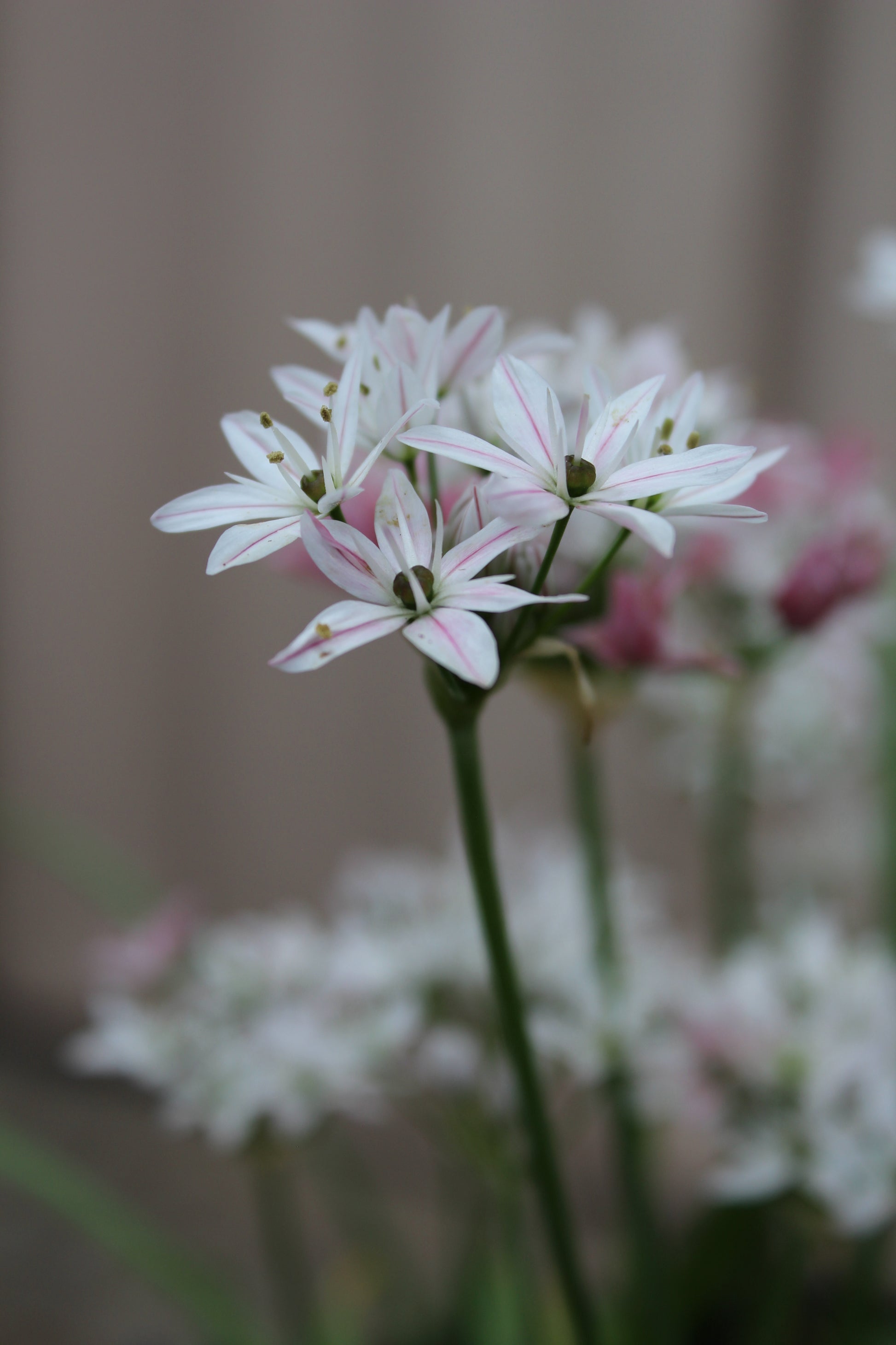 Allium 'Cameleon' 4/+