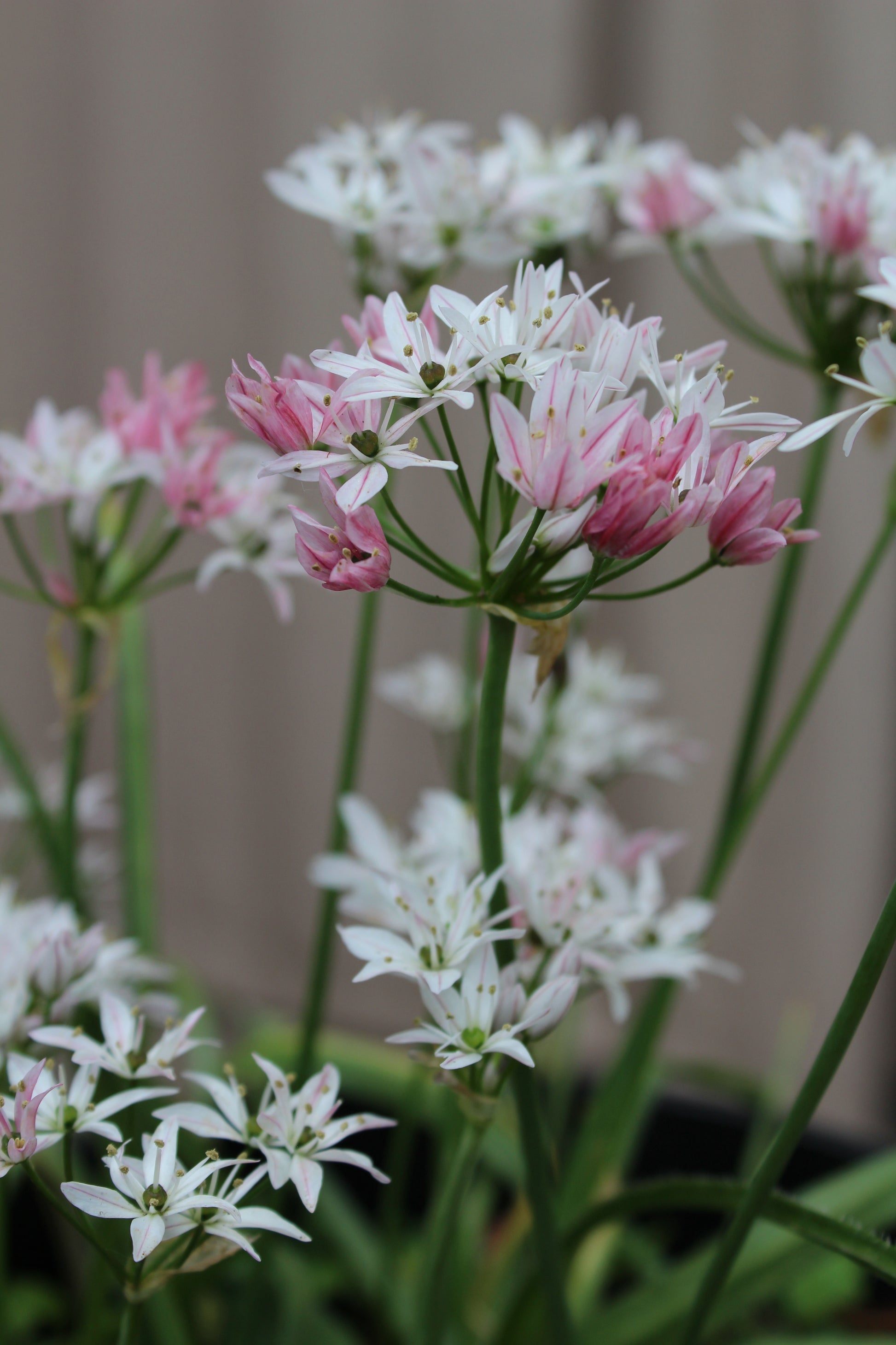 Allium 'Cameleon' 4/+