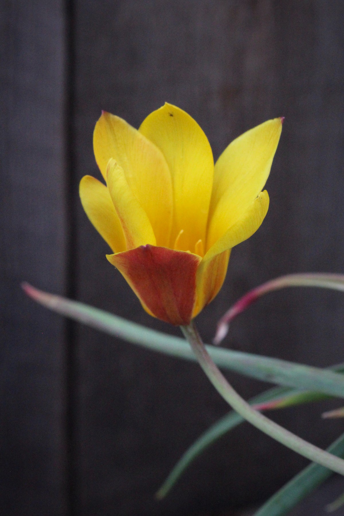 Tulipa 'Orphanidea Flava' 5/+
