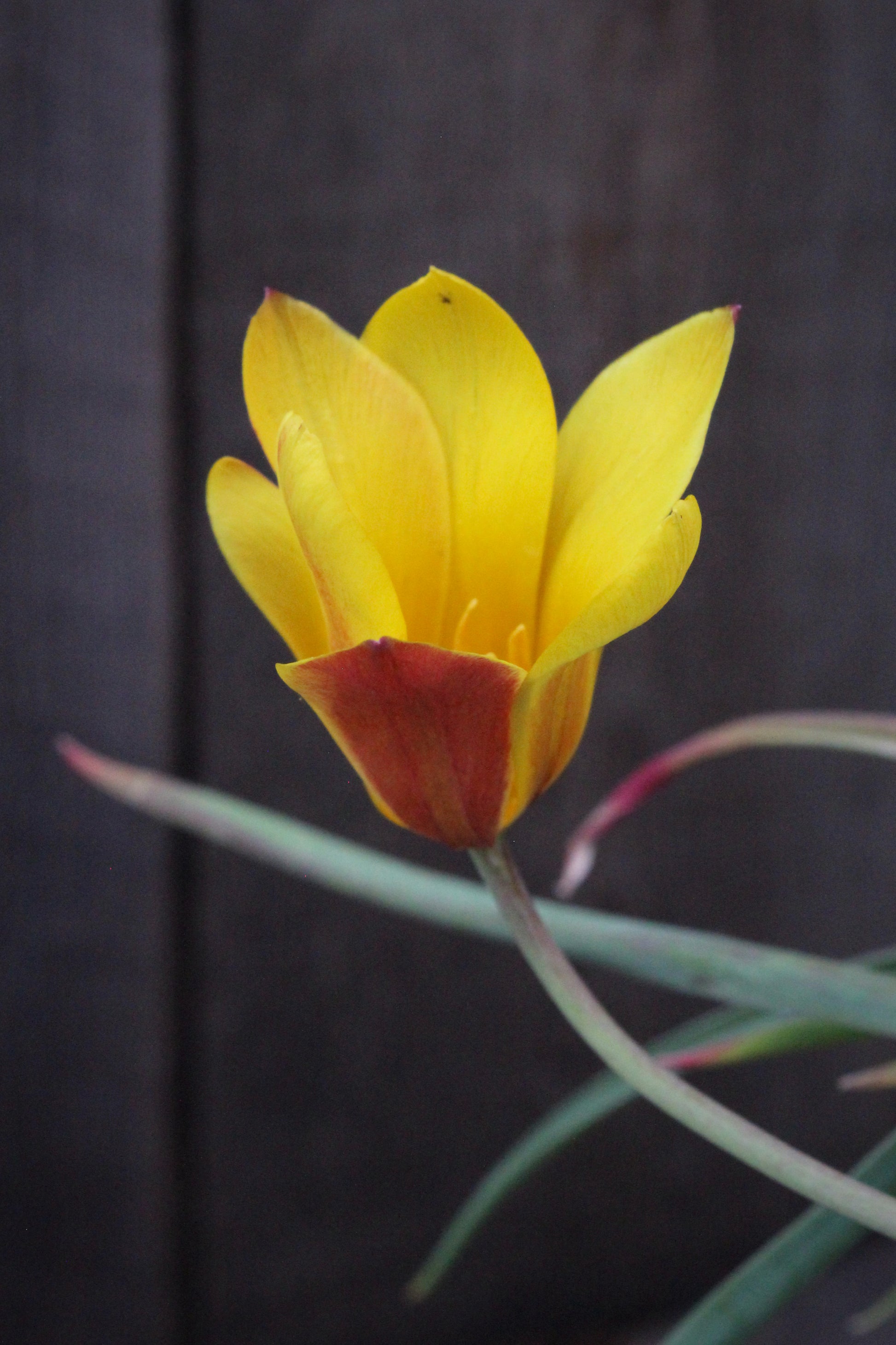 Tulipa 'Orphanidea Flava' 5/+