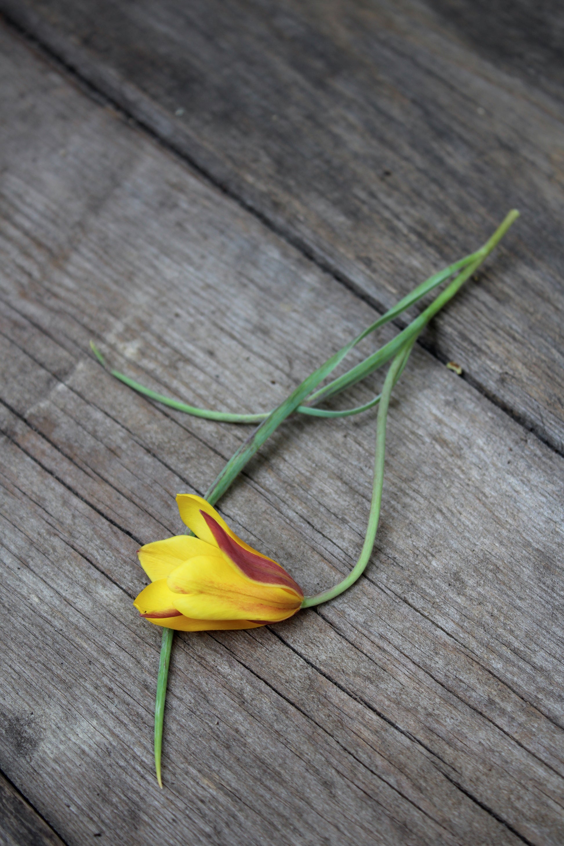 Tulipa 'Orphanidea Flava' 5/+