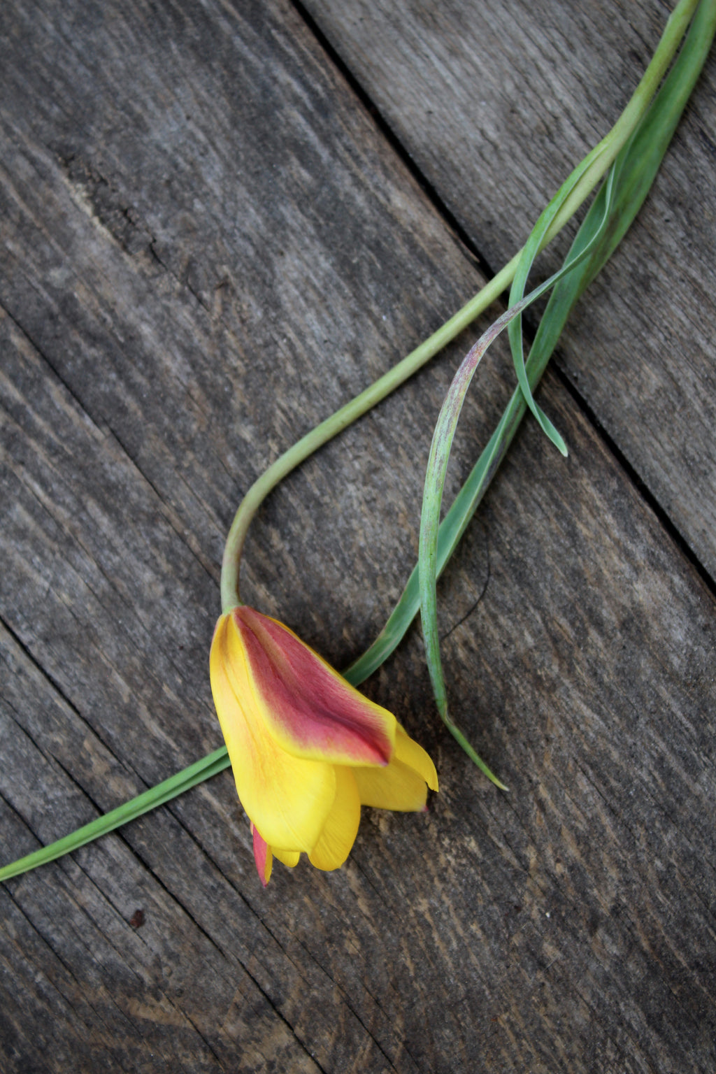 Tulipa 'Orphanidea Flava' 5/+