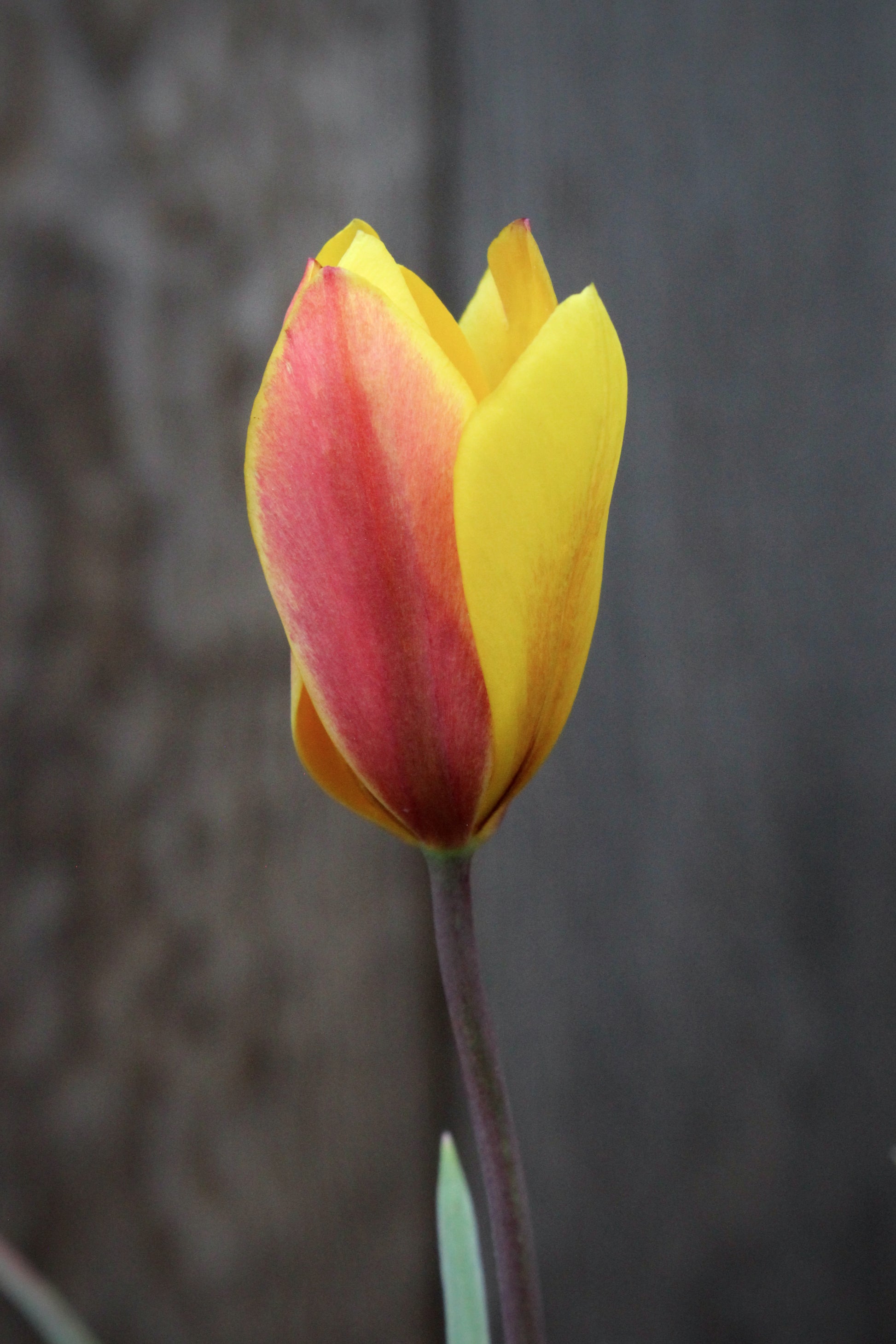 Tulipa 'Orphanidea Flava' 5/+
