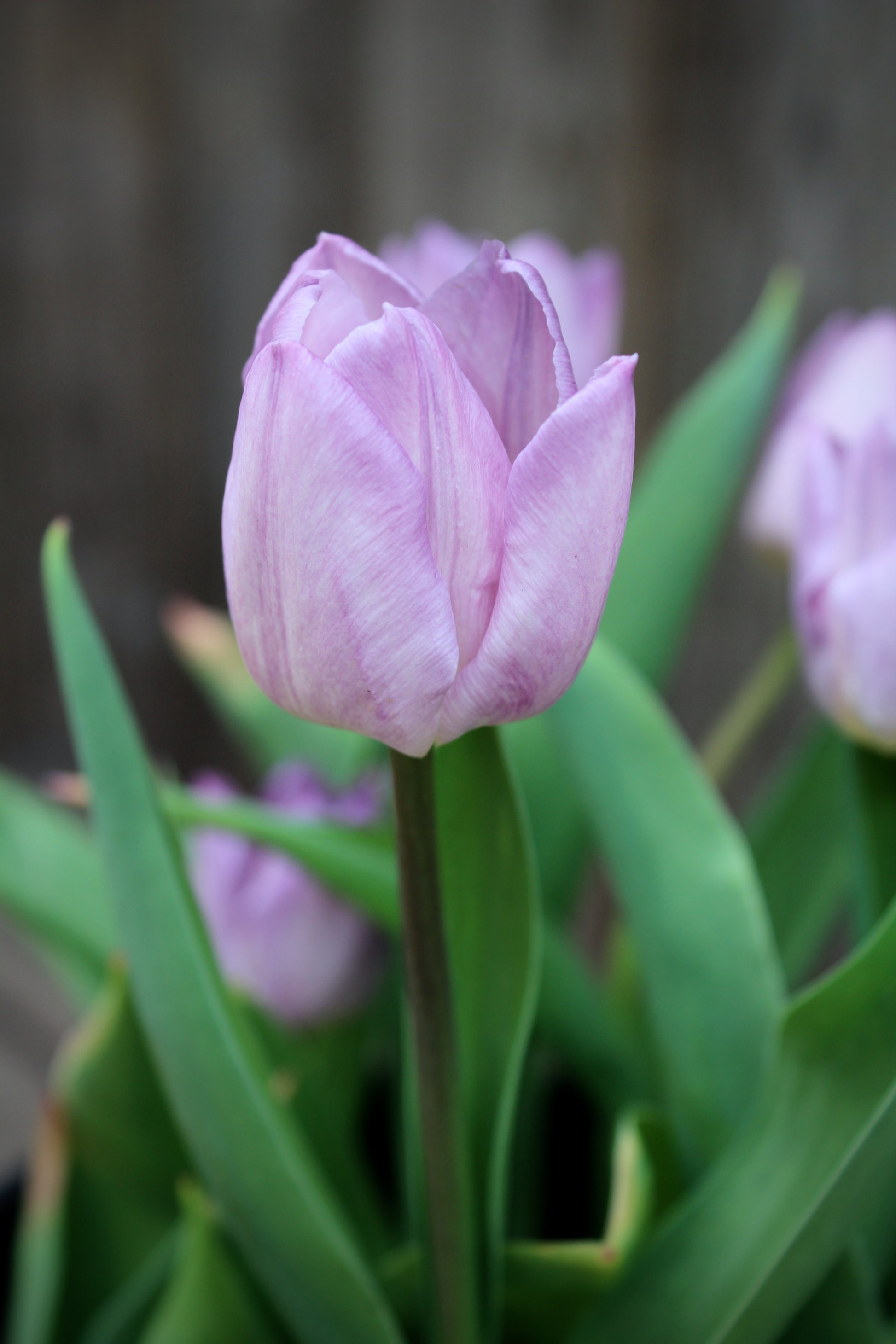 Tulipa 'Candy Prince' 11/12