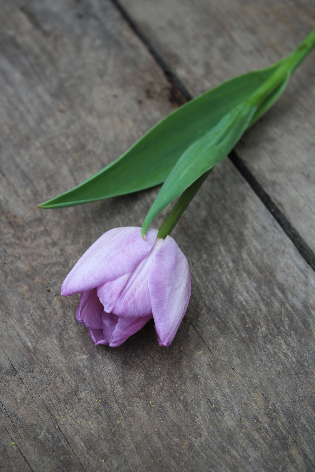 Tulipa 'Candy Prince' 11/12