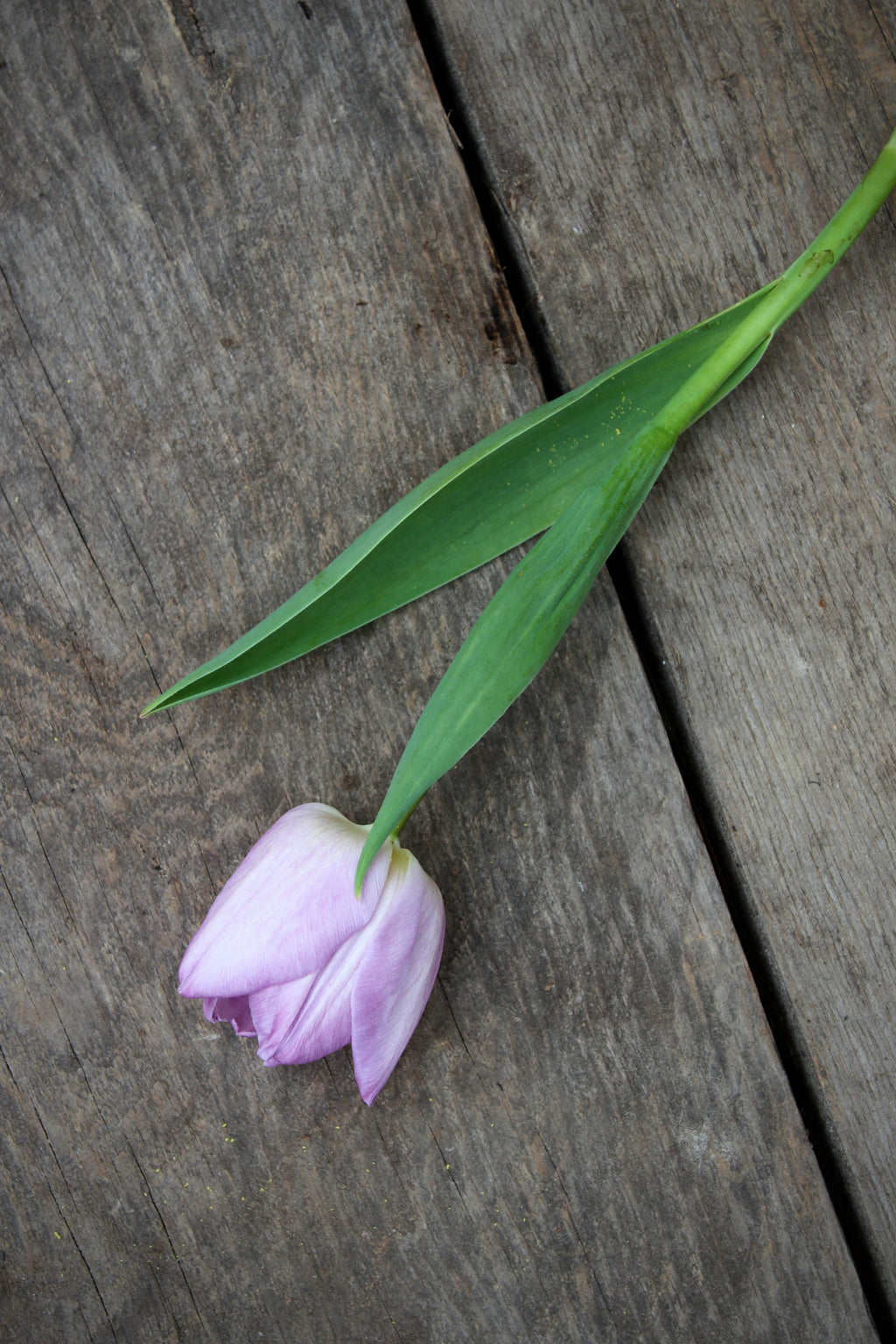 Tulipa 'Candy Prince' 11/12