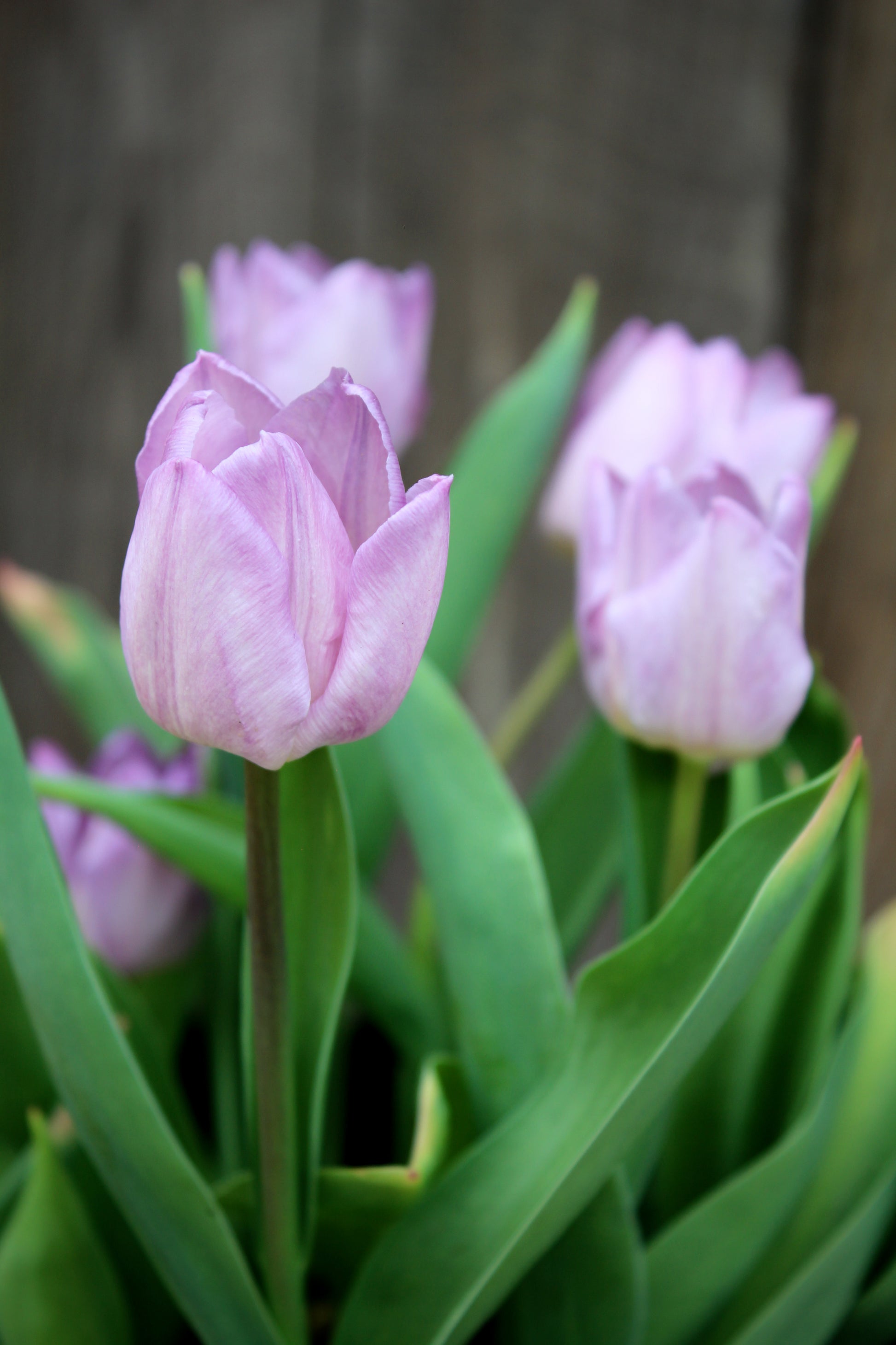 Tulipa 'Candy Prince' 11/12