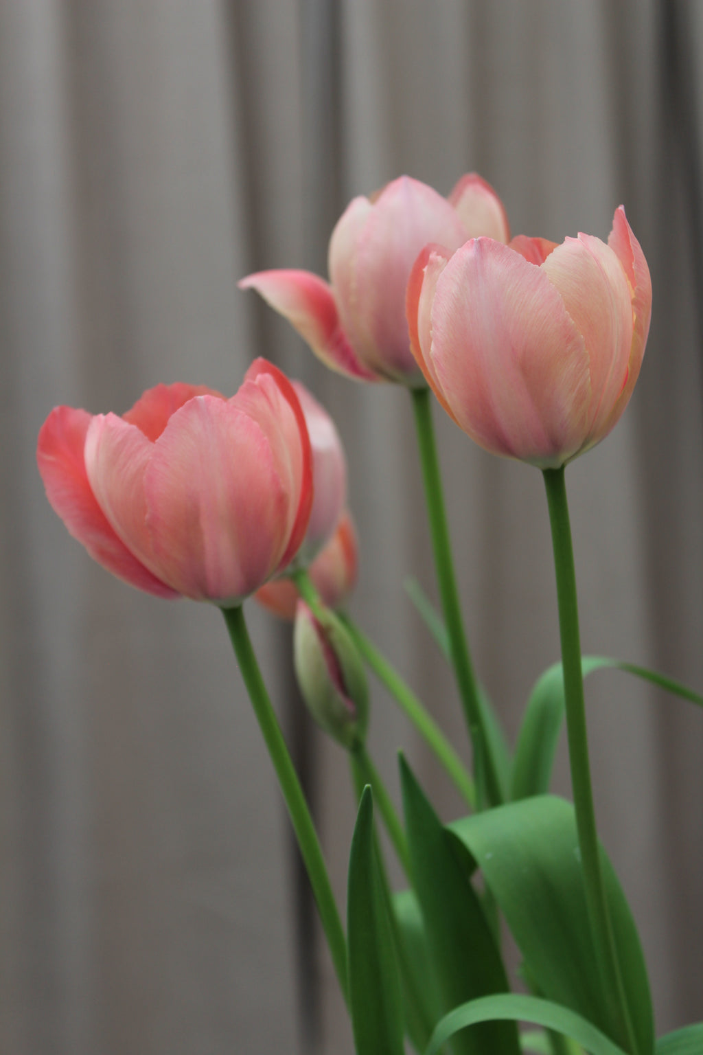 Tulipa 'Salmon Prince' 11/12
