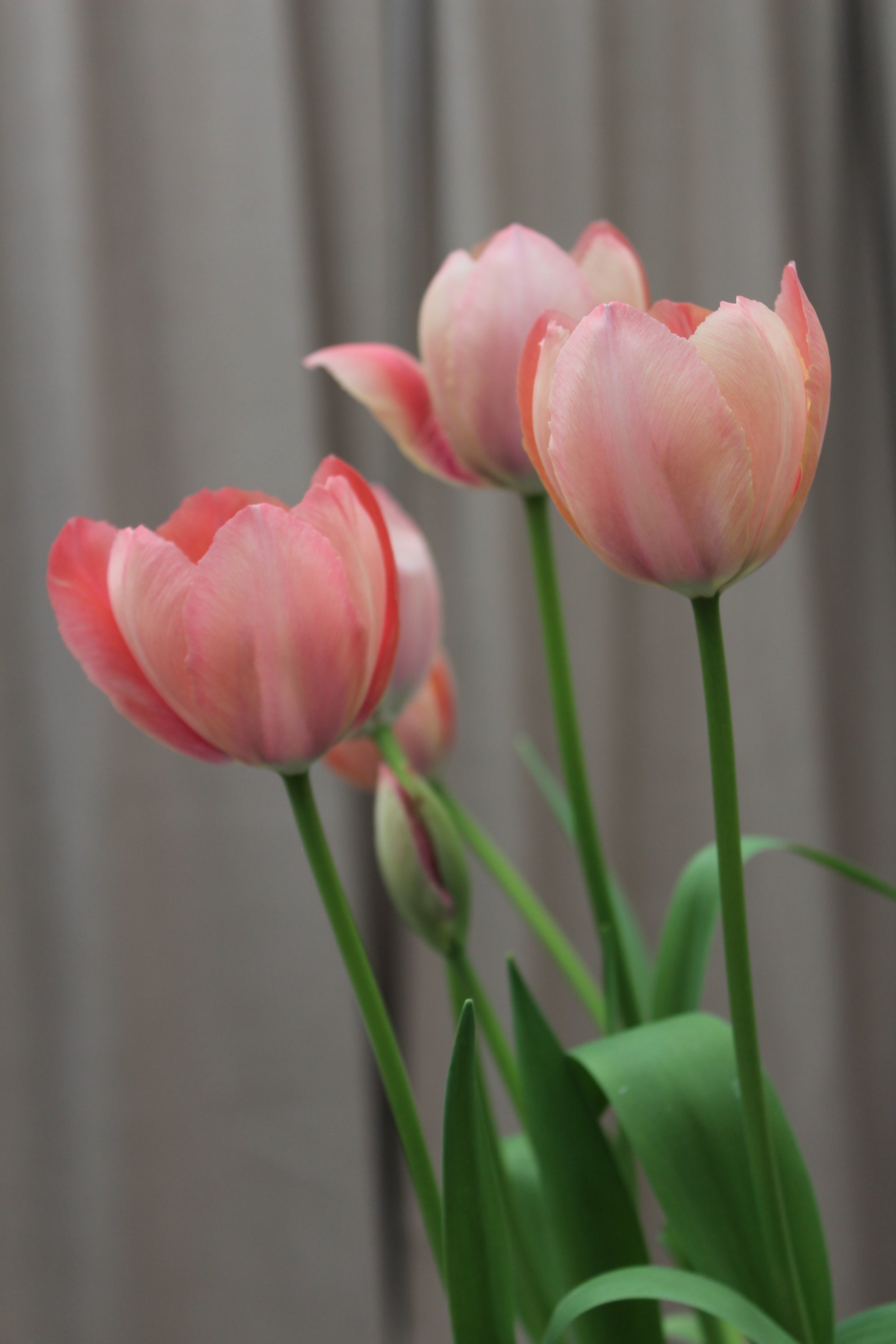 Tulipa 'Salmon Prince' 11/12