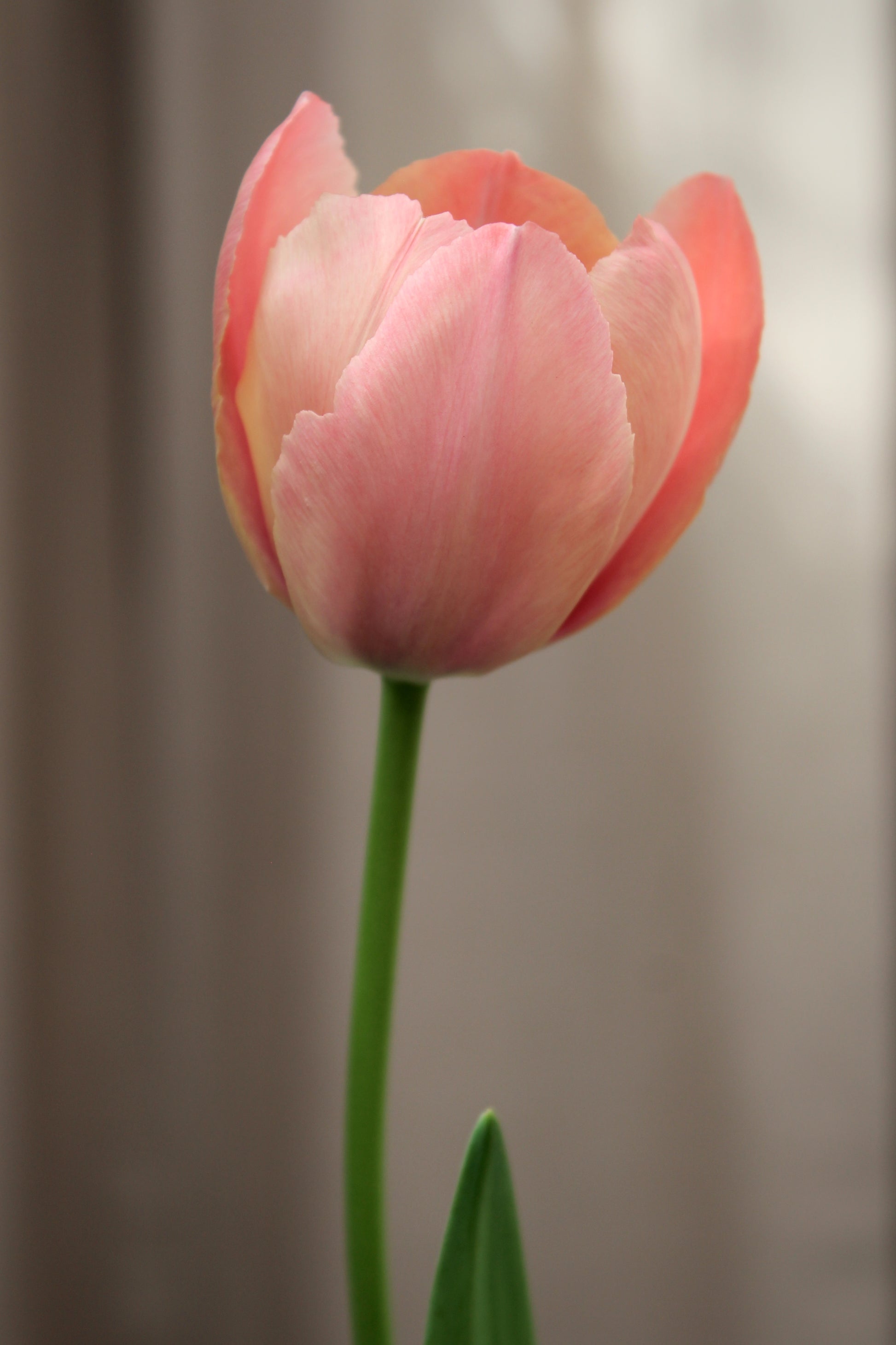 Tulipa 'Salmon Prince' 11/12