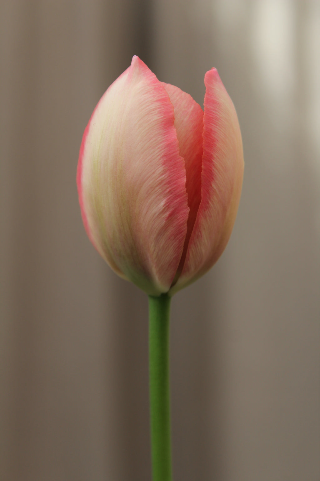 Tulipa 'Salmon Prince' 11/12
