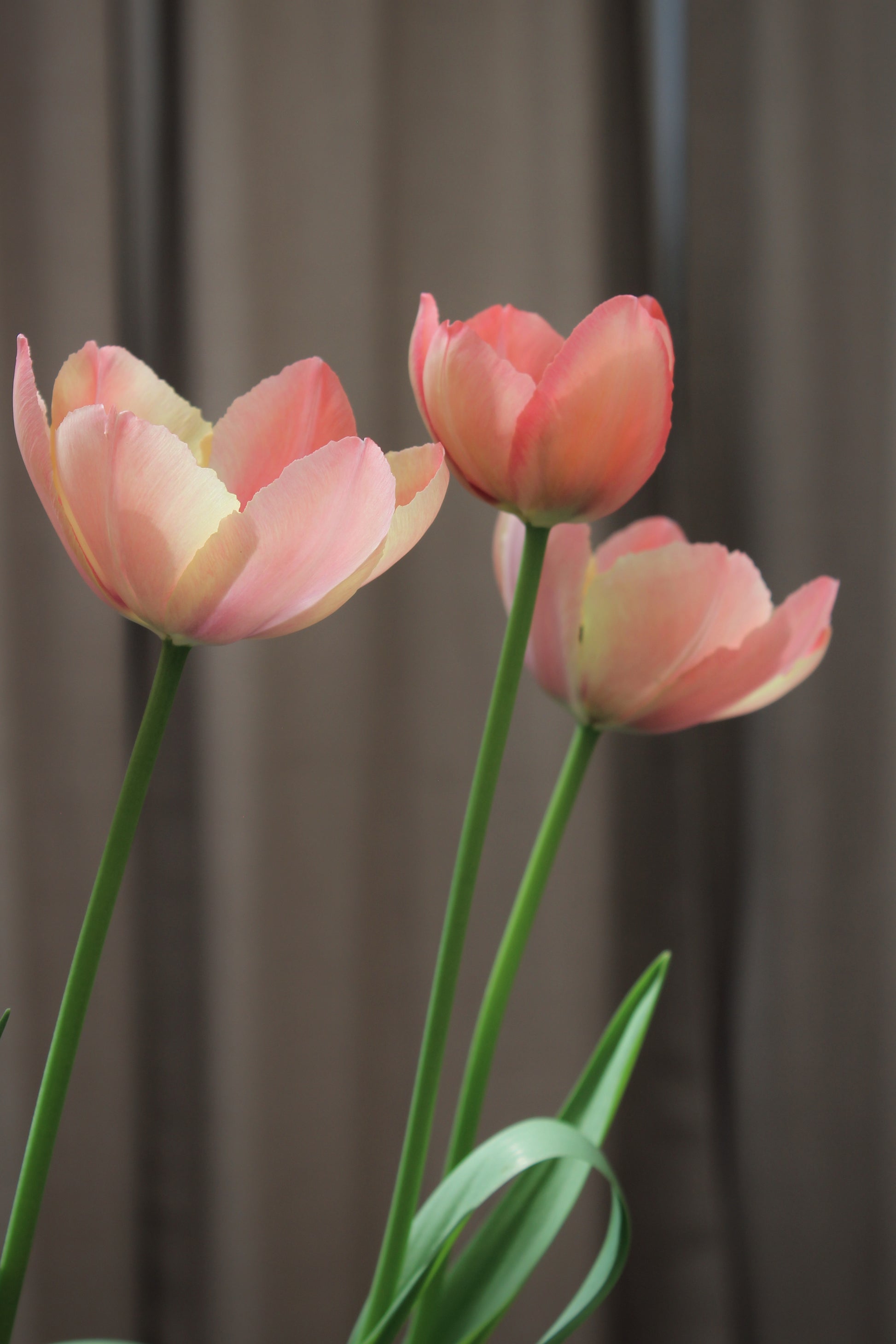 Tulipa 'Salmon Prince' 11/12