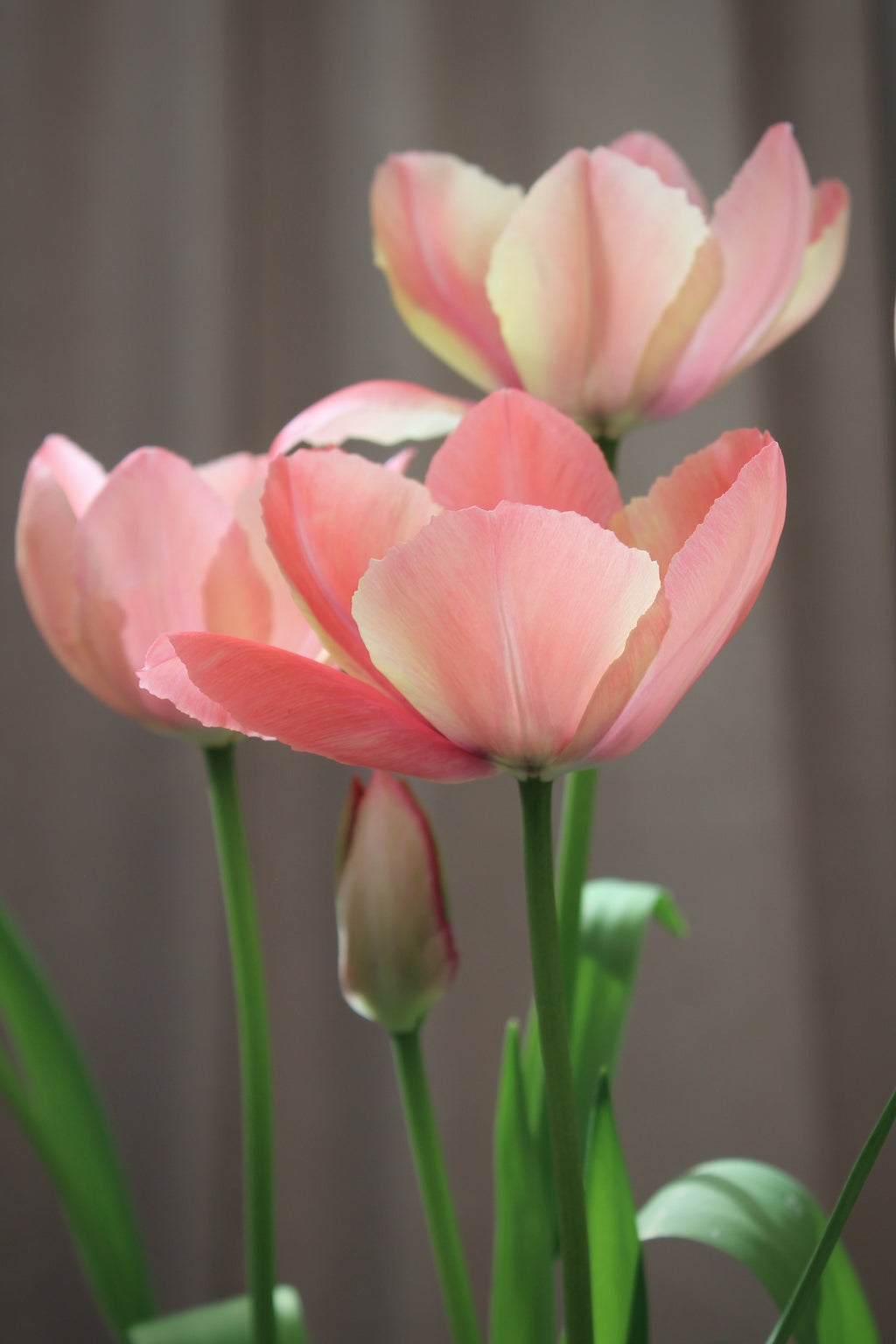 Tulipa 'Salmon Prince' 11/12