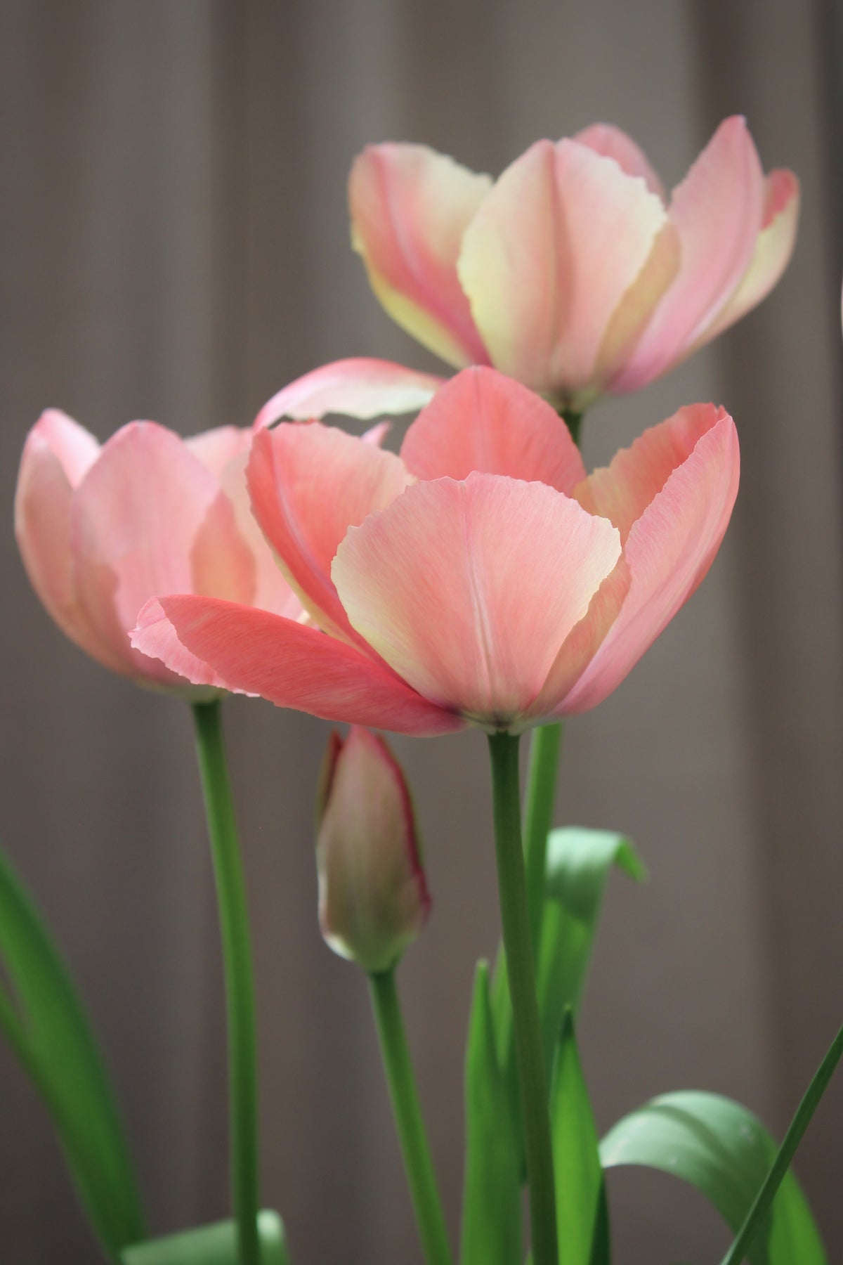 Tulipa 'Salmon Prince' 11/12