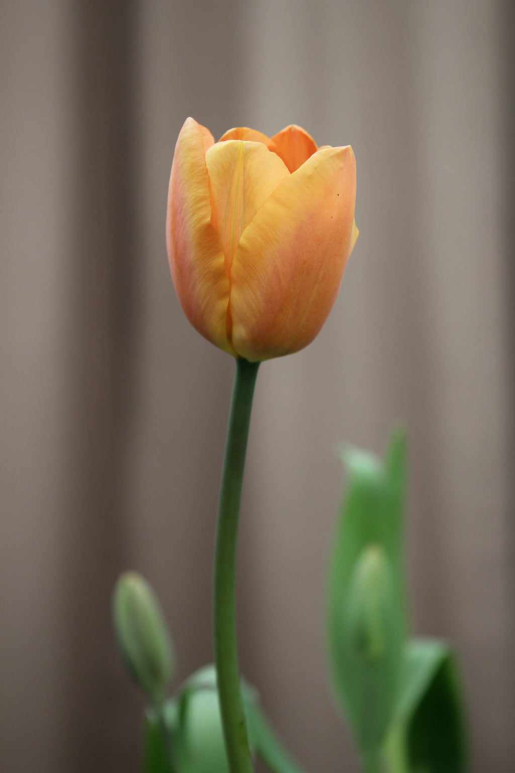 Tulipa 'Apricot Foxx' 11/12
