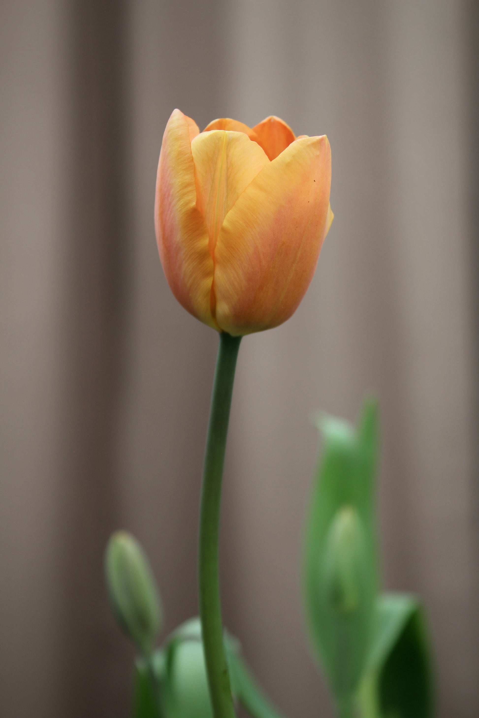 Tulipa 'Apricot Foxx' 11/12