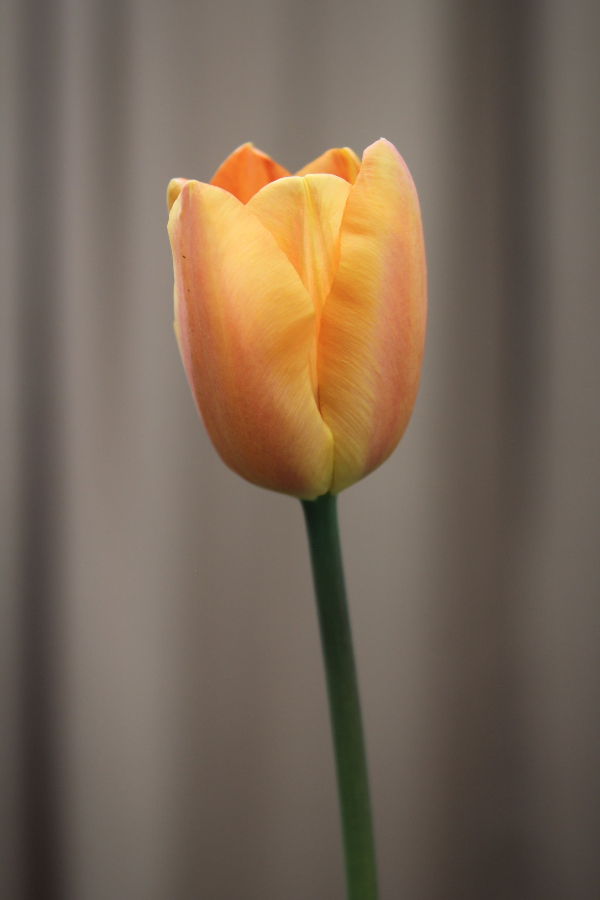 Tulipa 'Apricot Foxx' 11/12