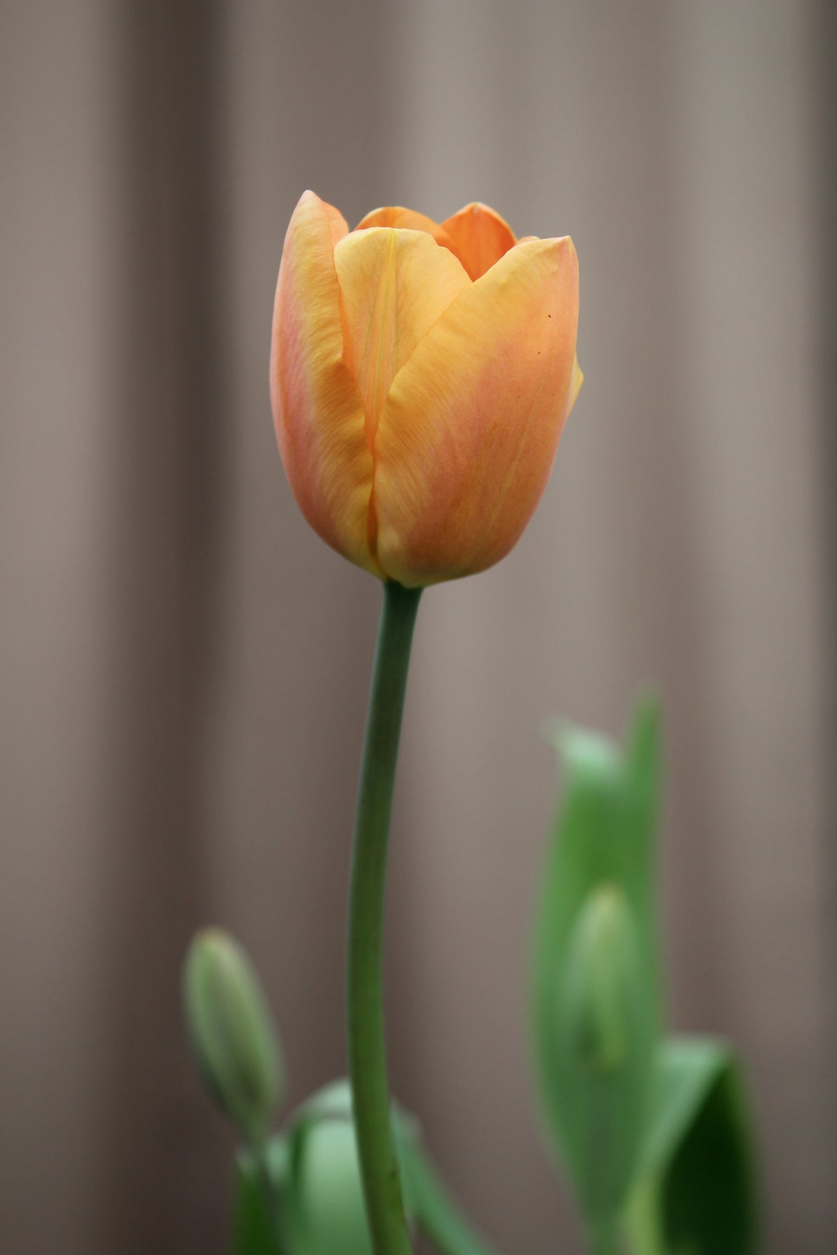 Tulipa 'Apricot Foxx' 11/12