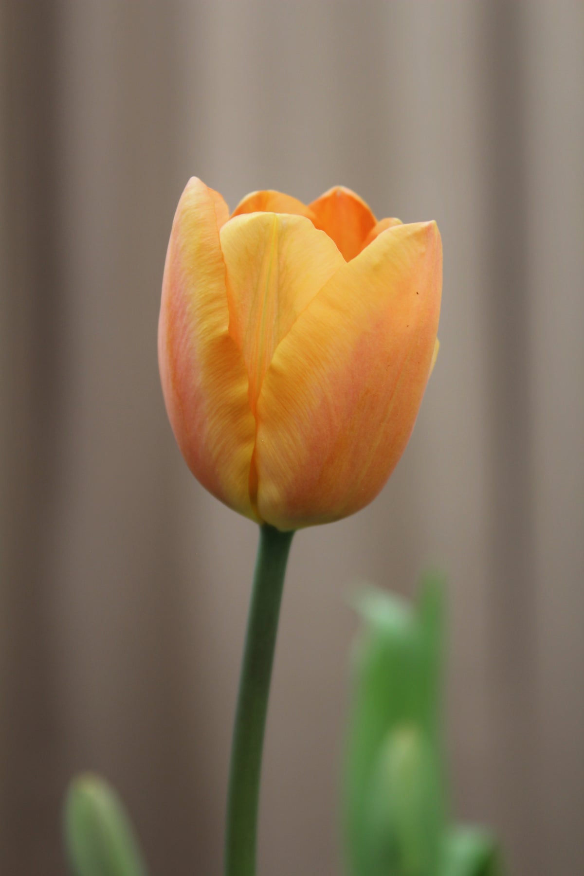 Tulipa 'Apricot Foxx' 11/12
