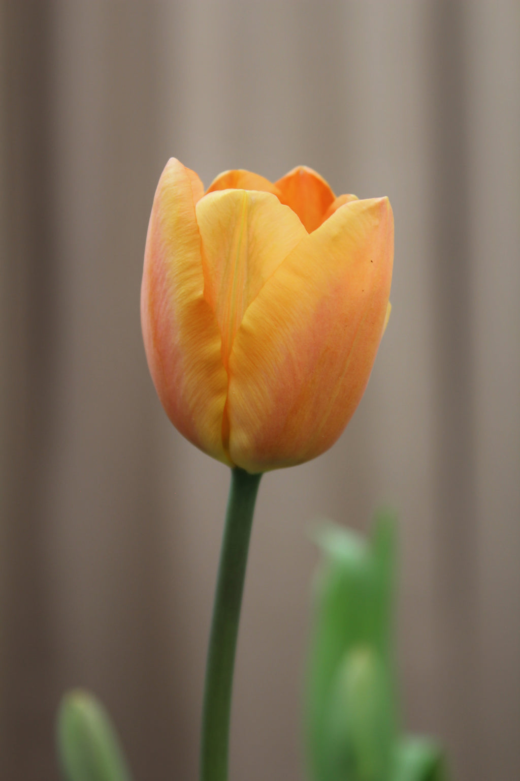 Tulipa 'Apricot Foxx' 11/12