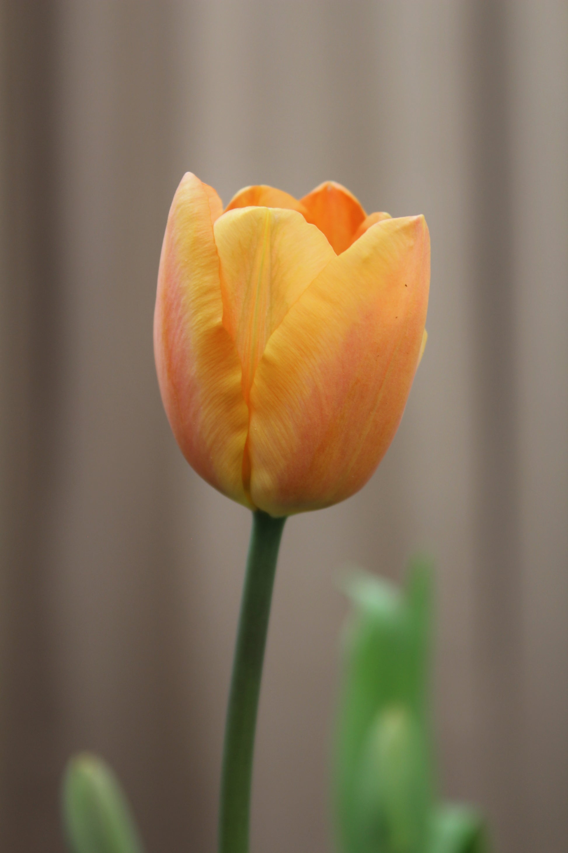 Tulipa 'Apricot Foxx' 11/12