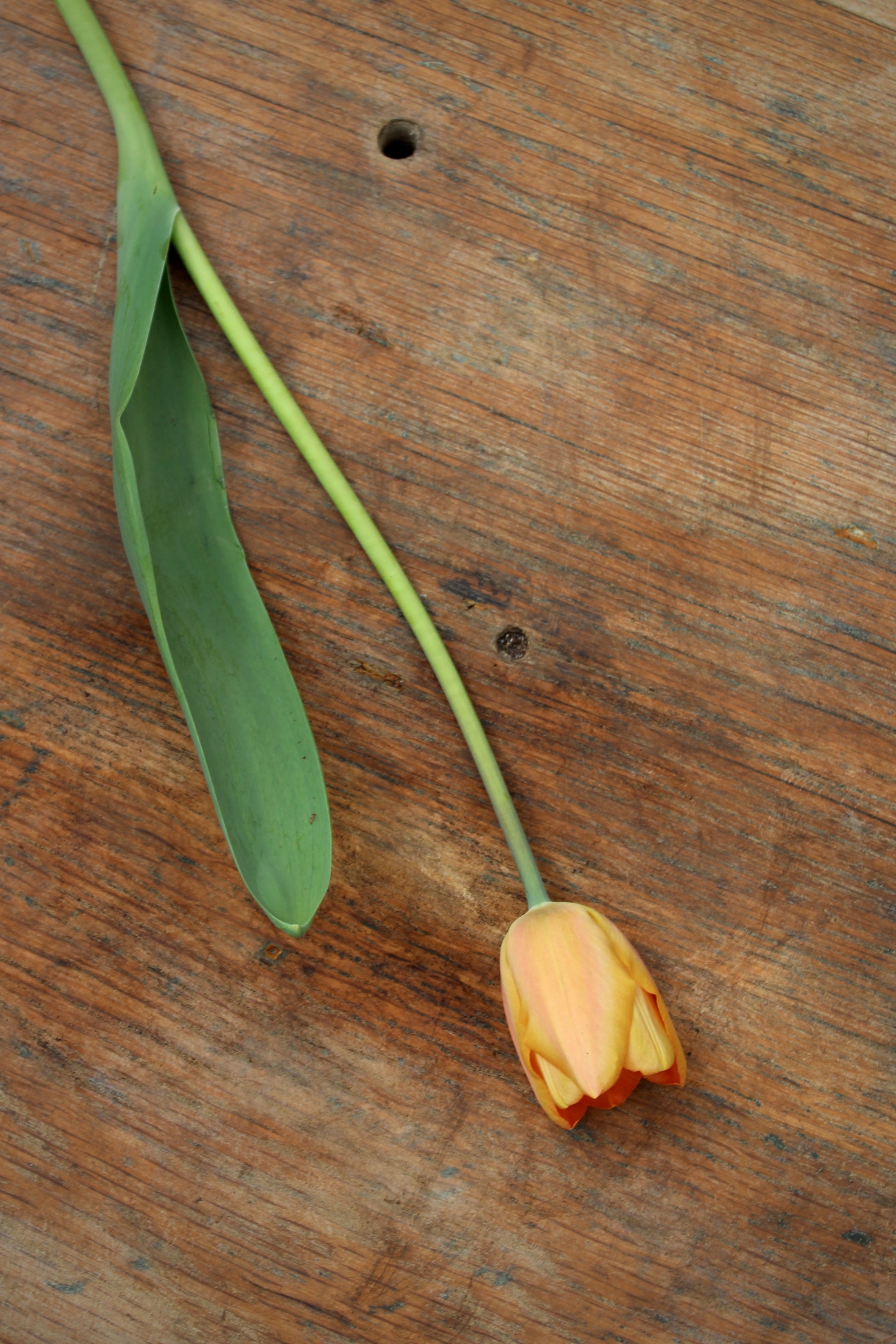 Tulipa 'Apricot Foxx' 11/12