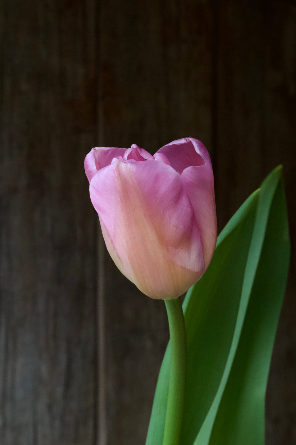 Tulipa 'Don Quichotte' 11/12