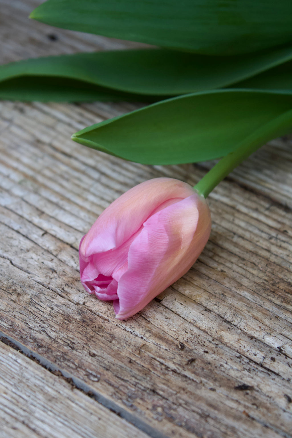 Tulipa 'Don Quichotte' 11/12