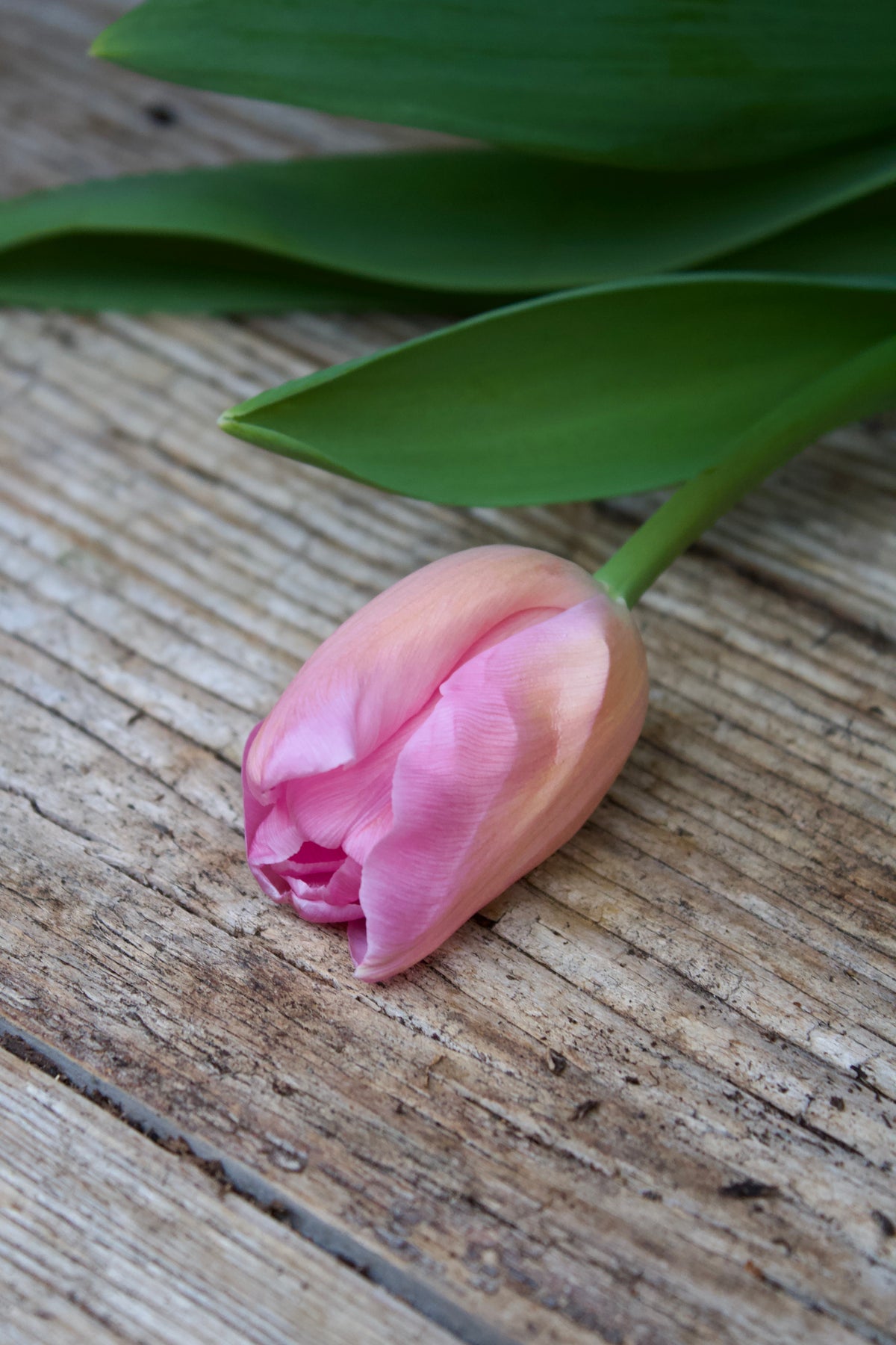 Tulipa 'Don Quichotte' 11/12