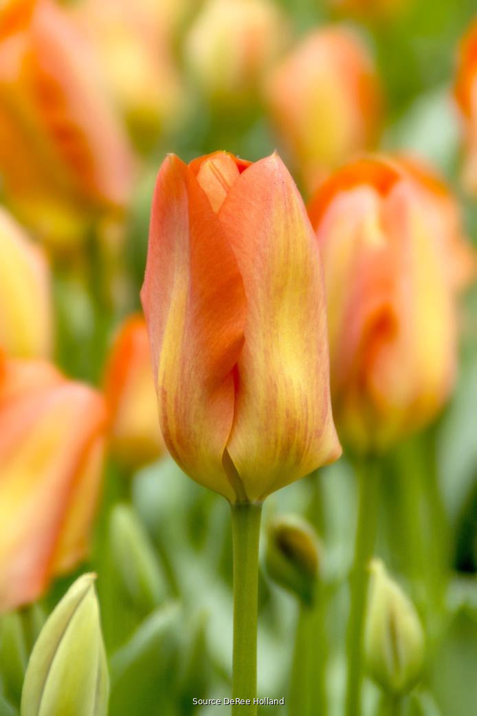 Tulipa 'Orange Breeze' 11/12