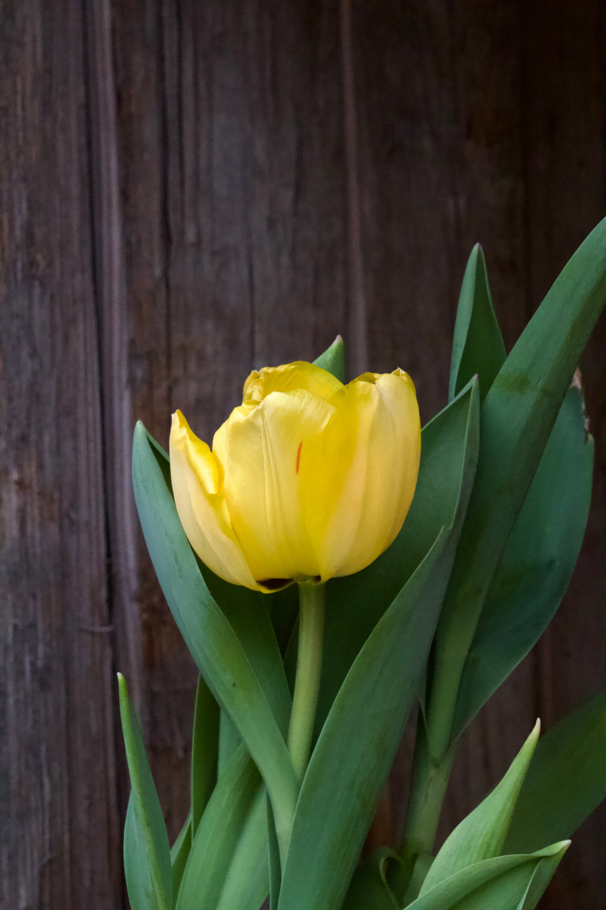 Tulipa 'Golden Apeldoorn' 11/12