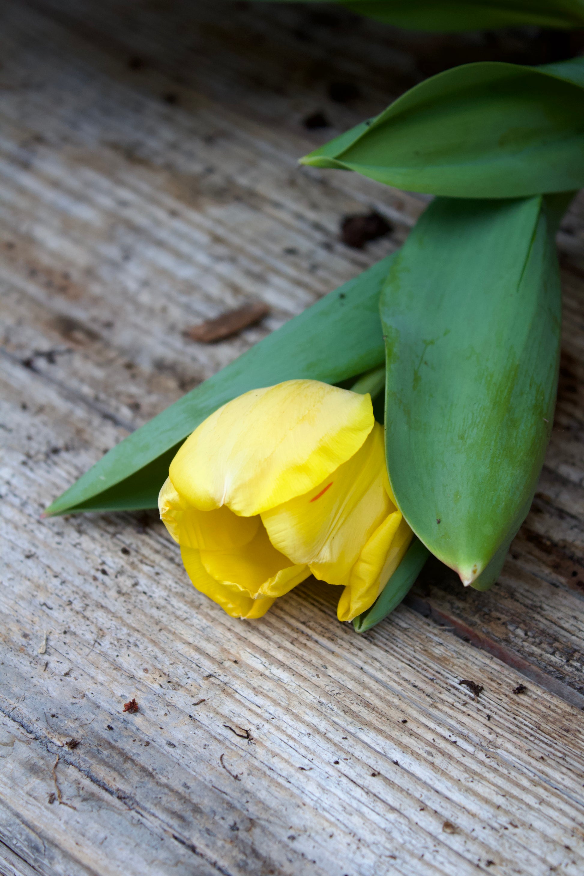 Tulipa 'Golden Apeldoorn' 11/12