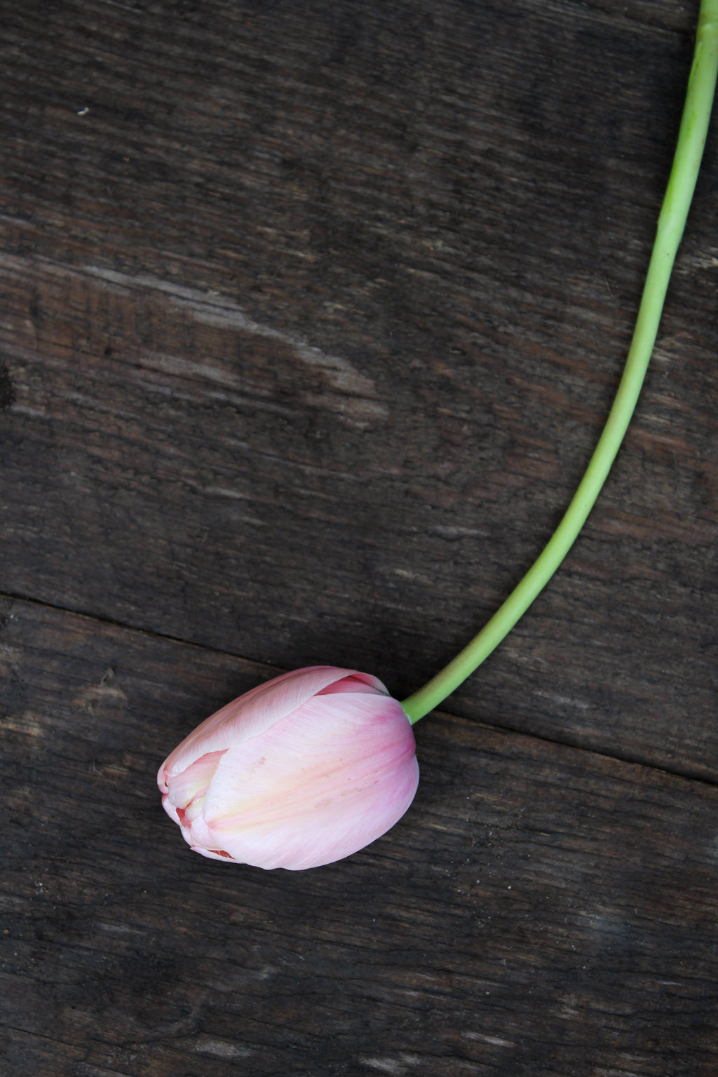 Tulipa 'Salmon Impression' 11/12
