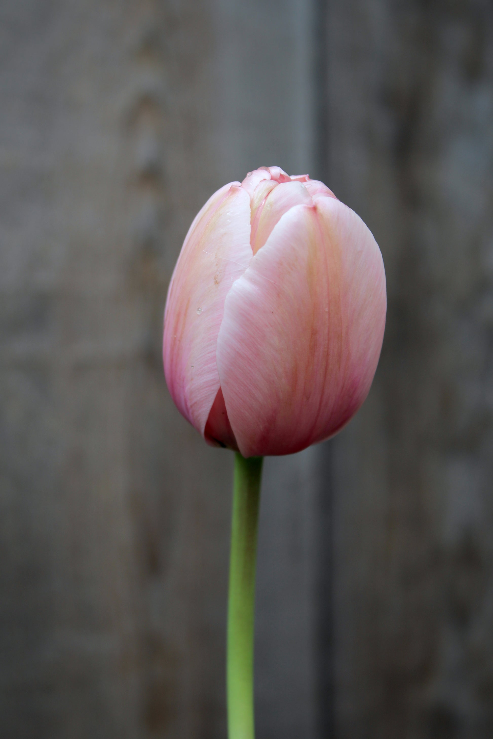 Tulipa 'Salmon Impression' 11/12