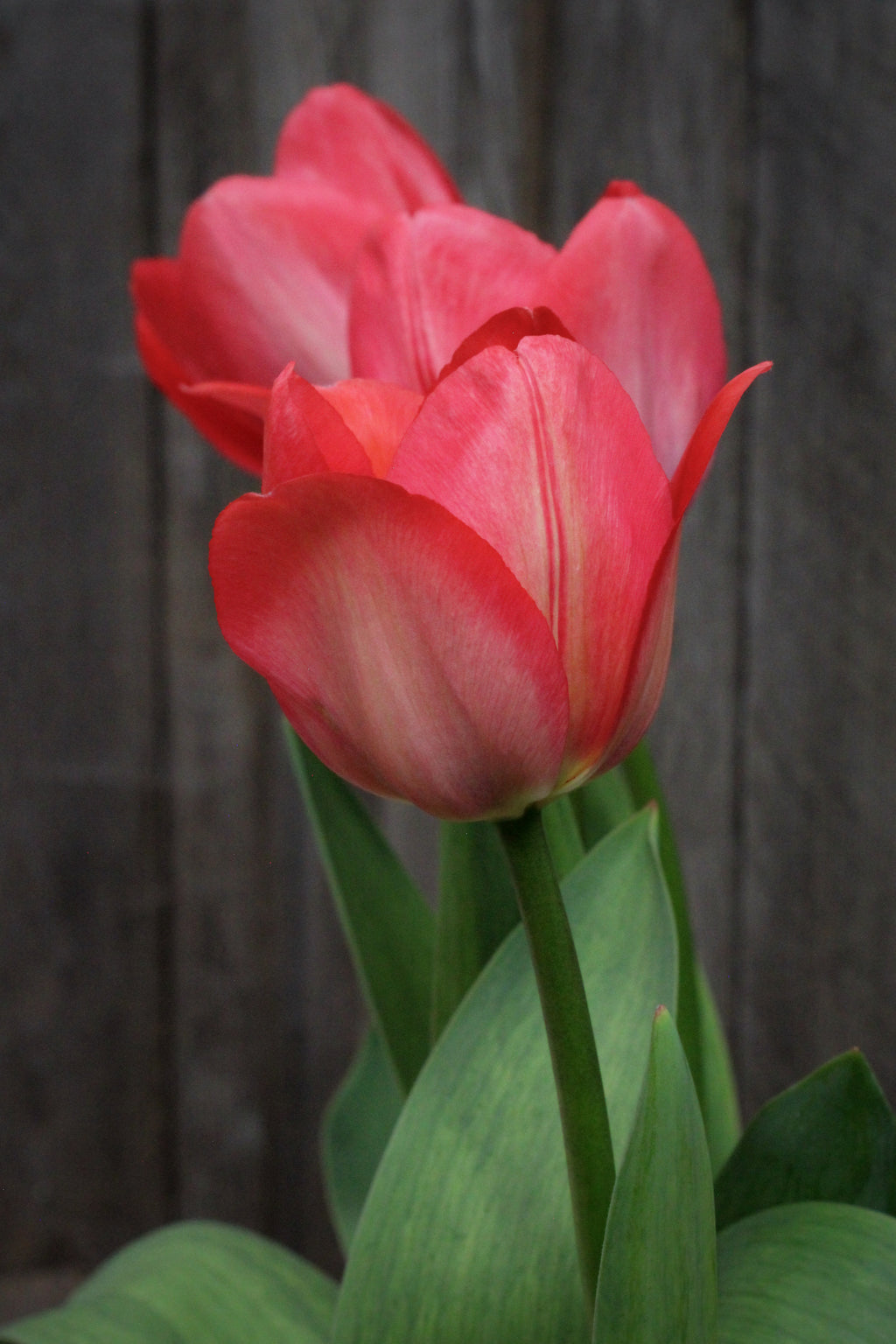 Tulipa 'Van Eijk' 11/12