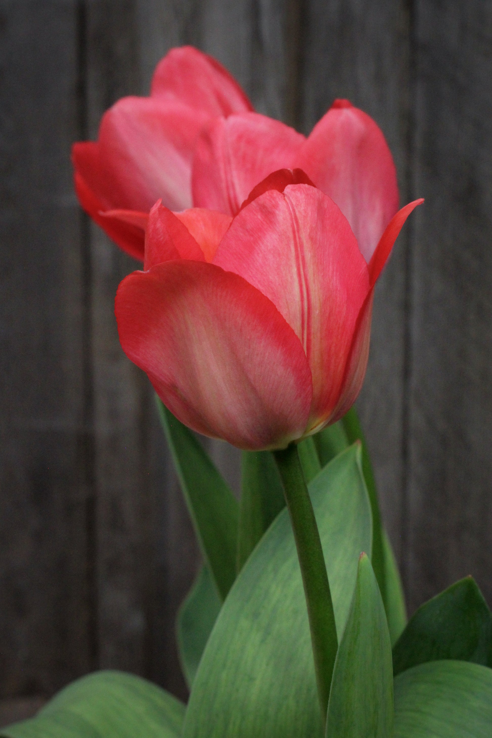 Tulipa 'Van Eijk' 11/12