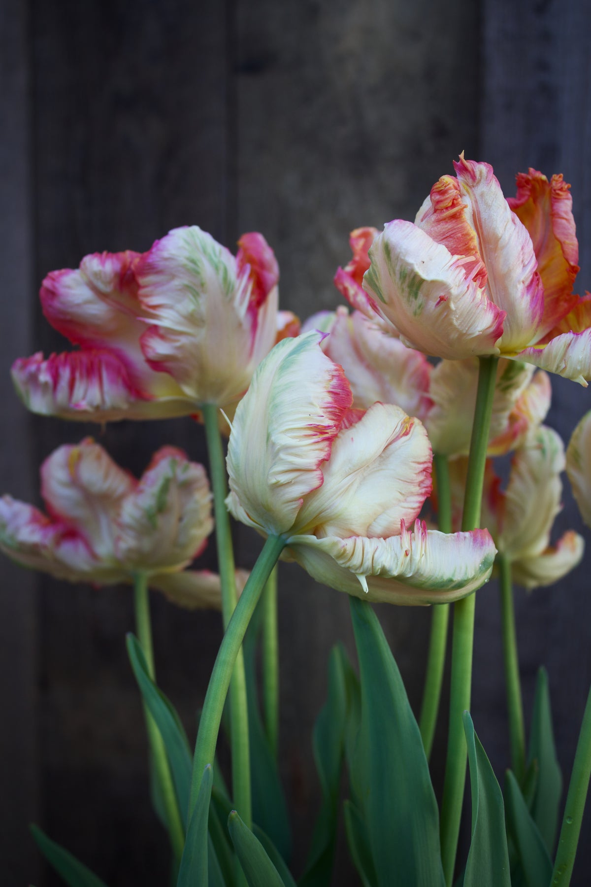 Tulipa 'Apricot Parrot' 11/12