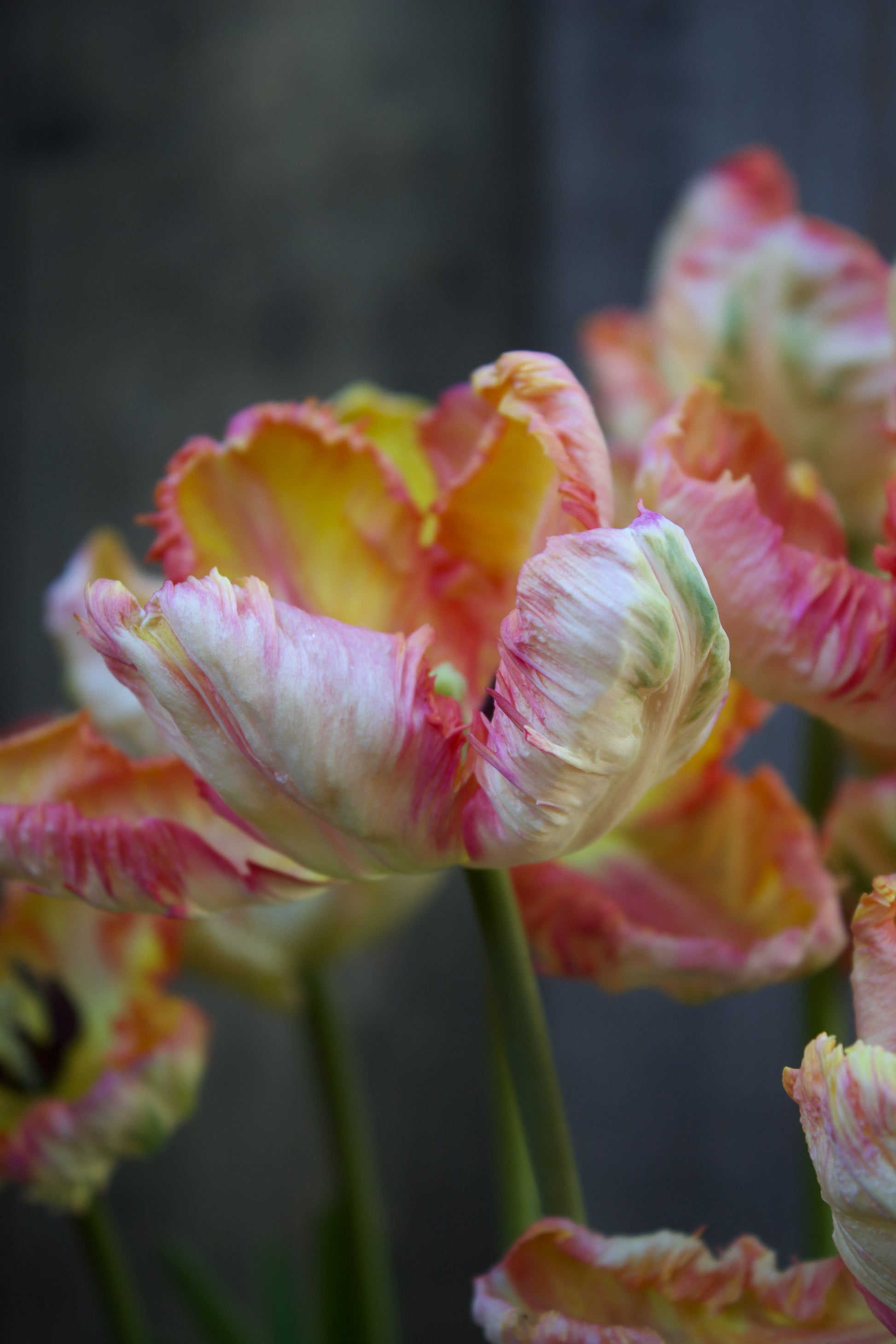 Tulipa 'Apricot Parrot' 11/12