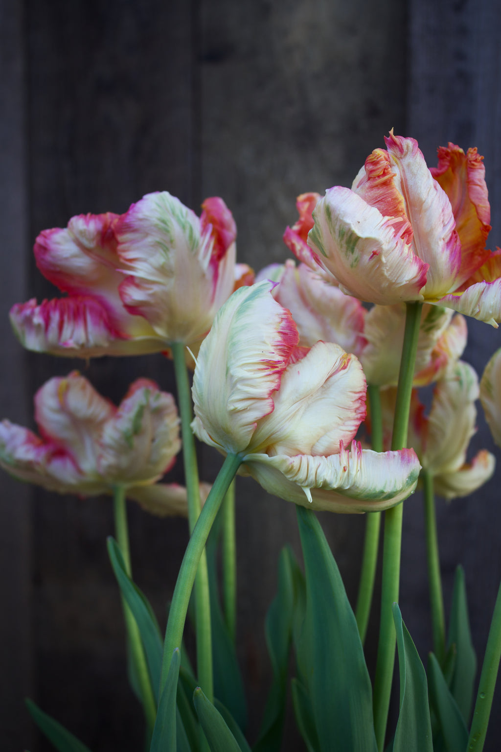 Tulipa 'Apricot Parrot' 11/12
