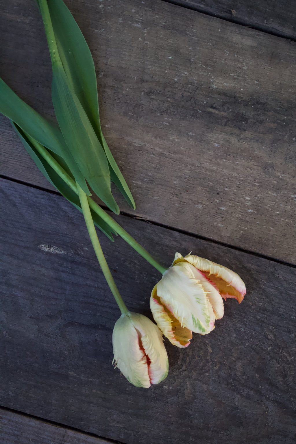 Tulipa 'Apricot Parrot' 11/12