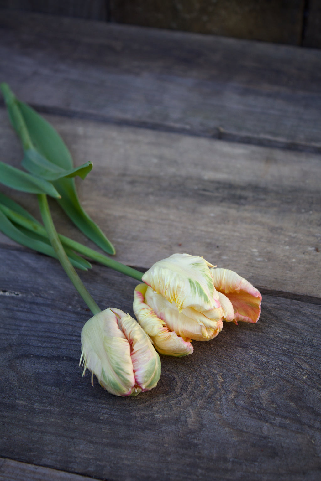 Tulipa 'Apricot Parrot' 11/12