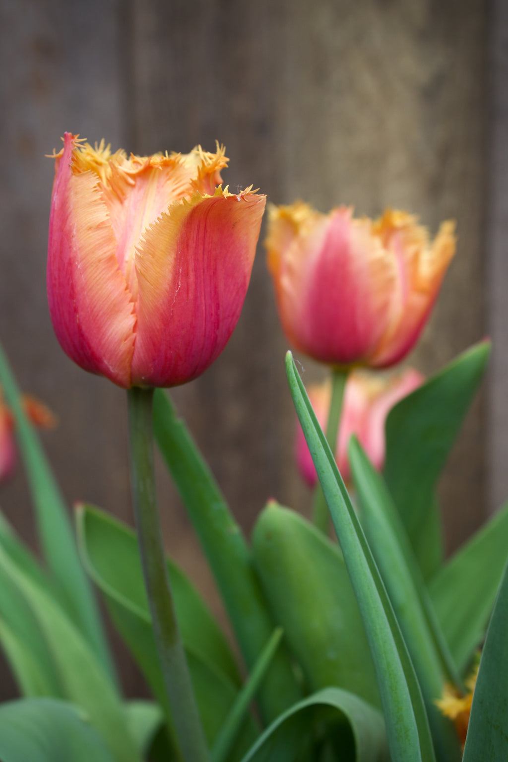 Tulipa 'Lambada' 11/12