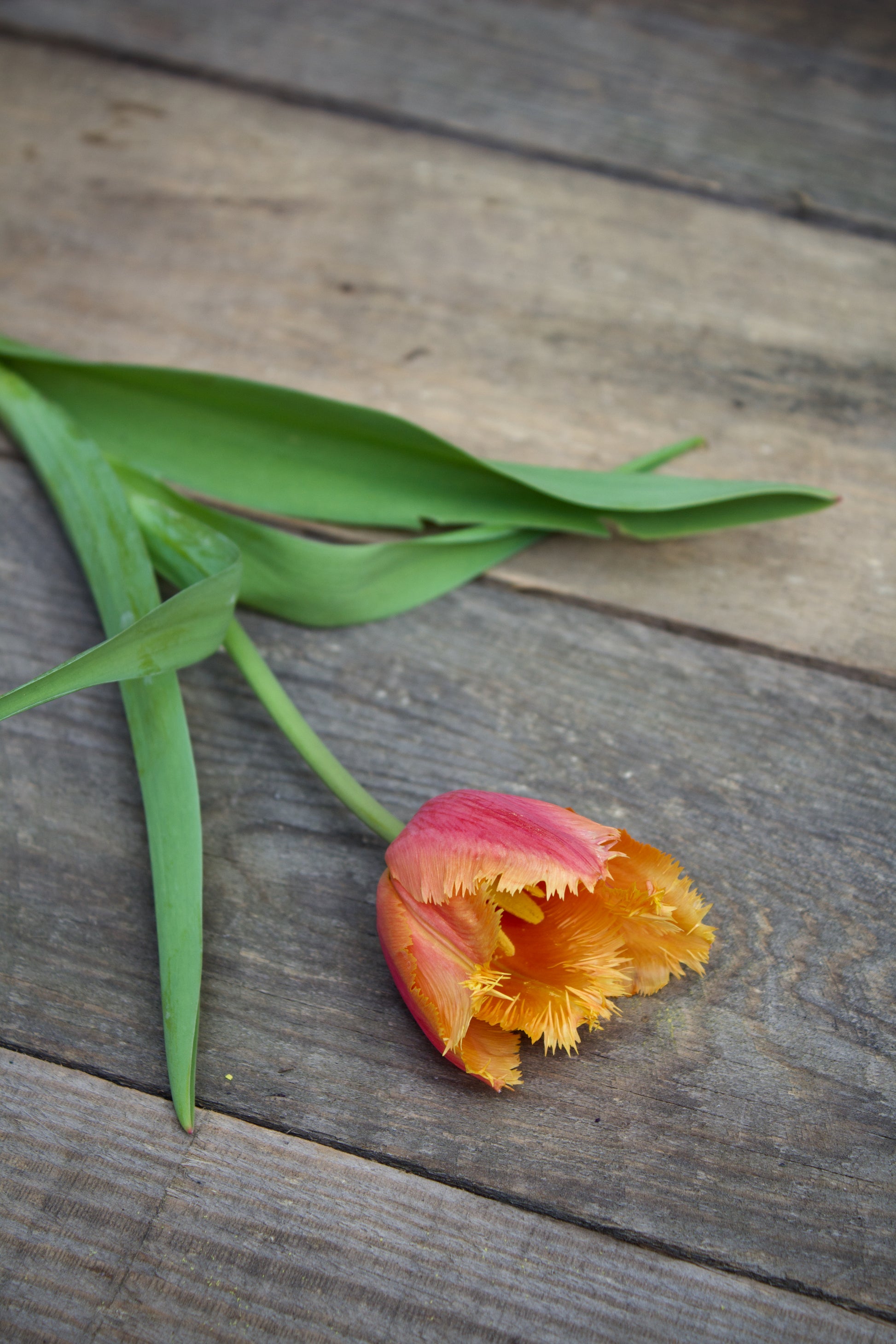 Tulipa 'Lambada' 11/12