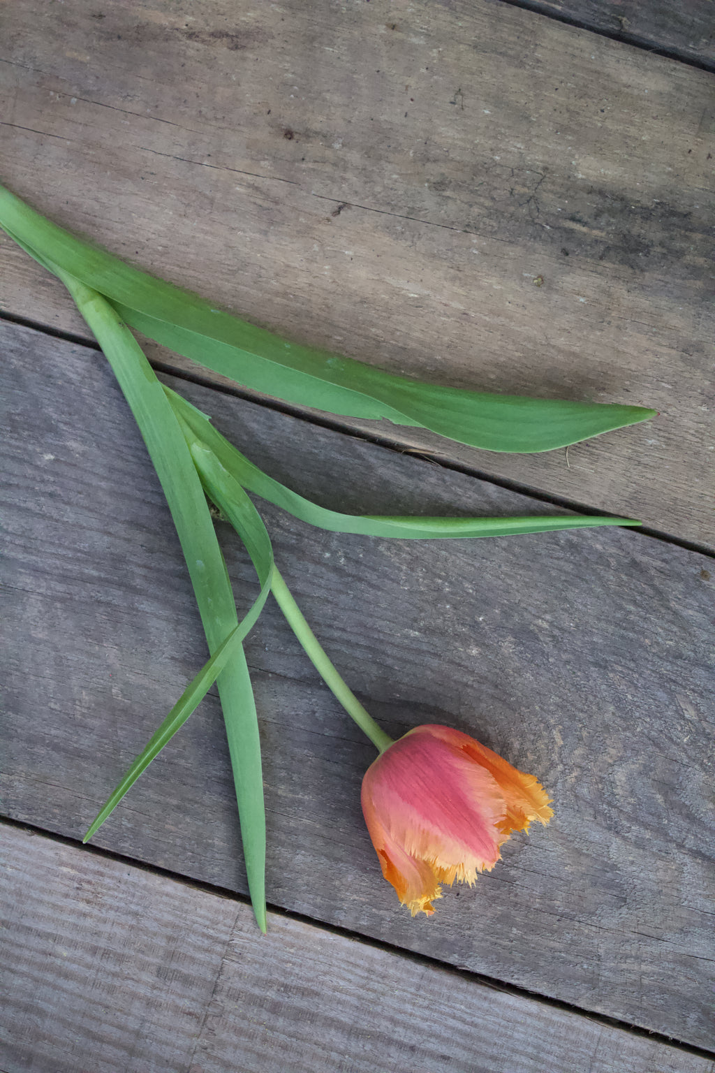 Tulipa 'Lambada' 11/12