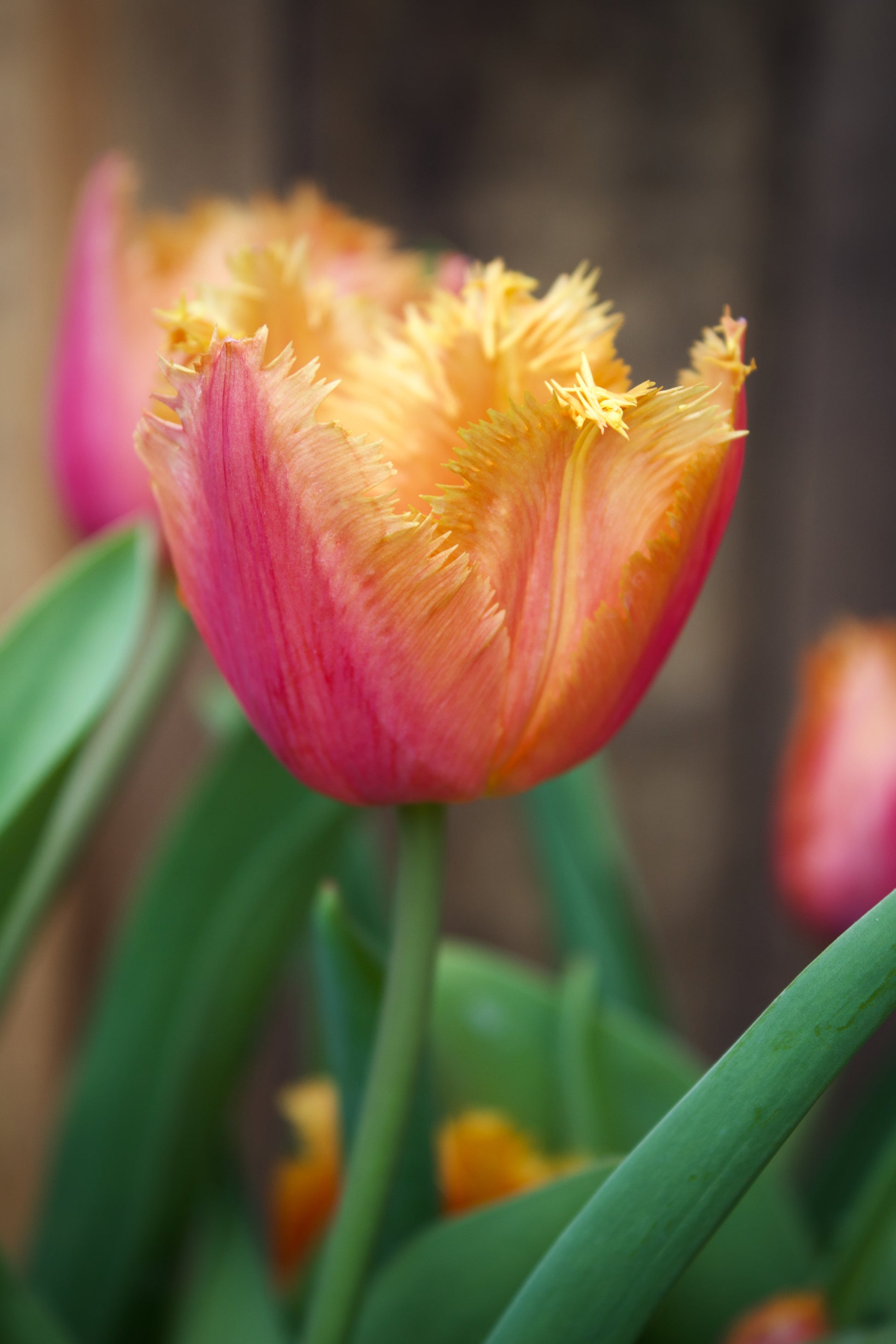 Tulipa 'Lambada' 11/12