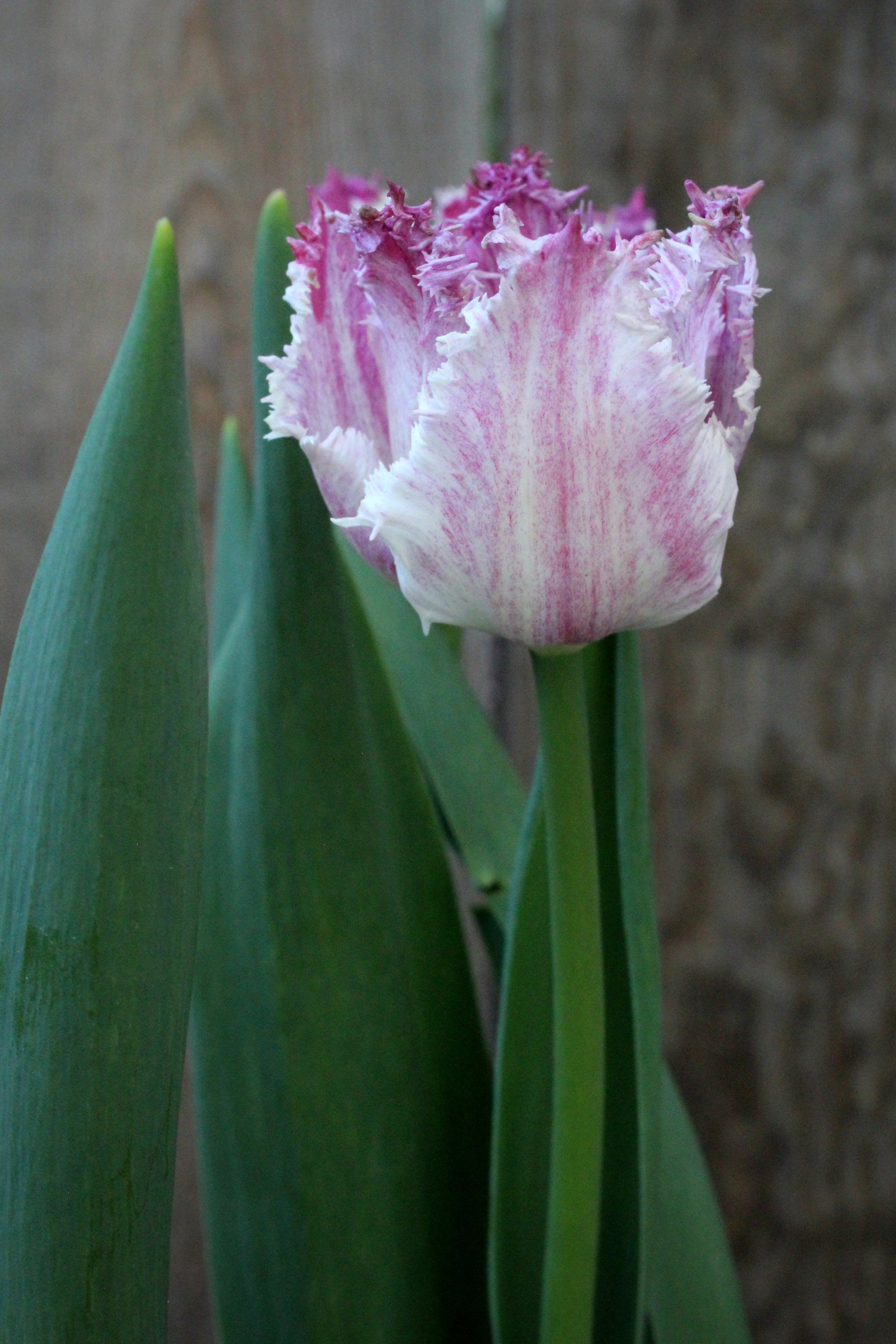 Tulipa 'Purple Circus' 11/12