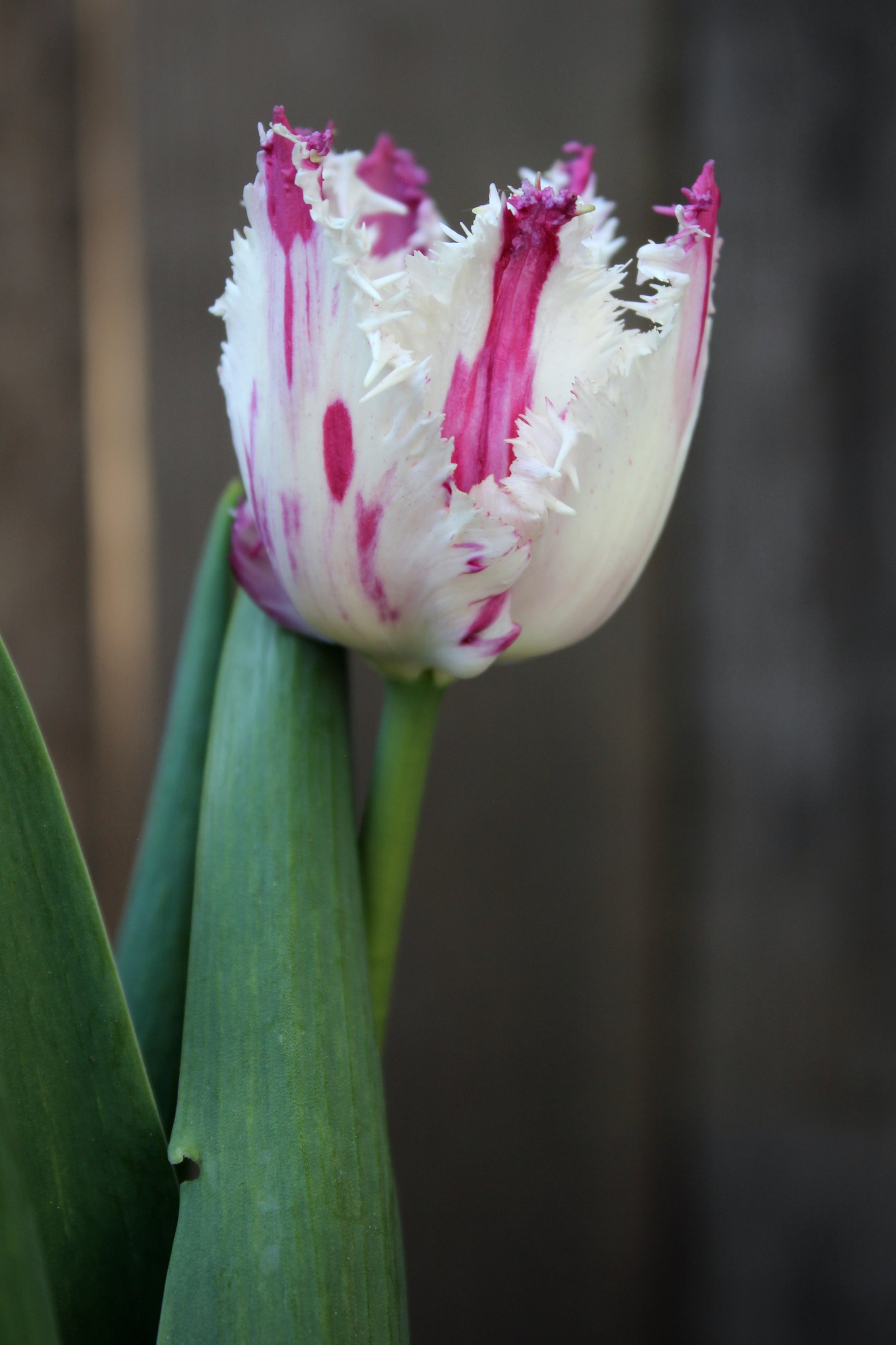 Tulipa 'Purple Circus' 11/12