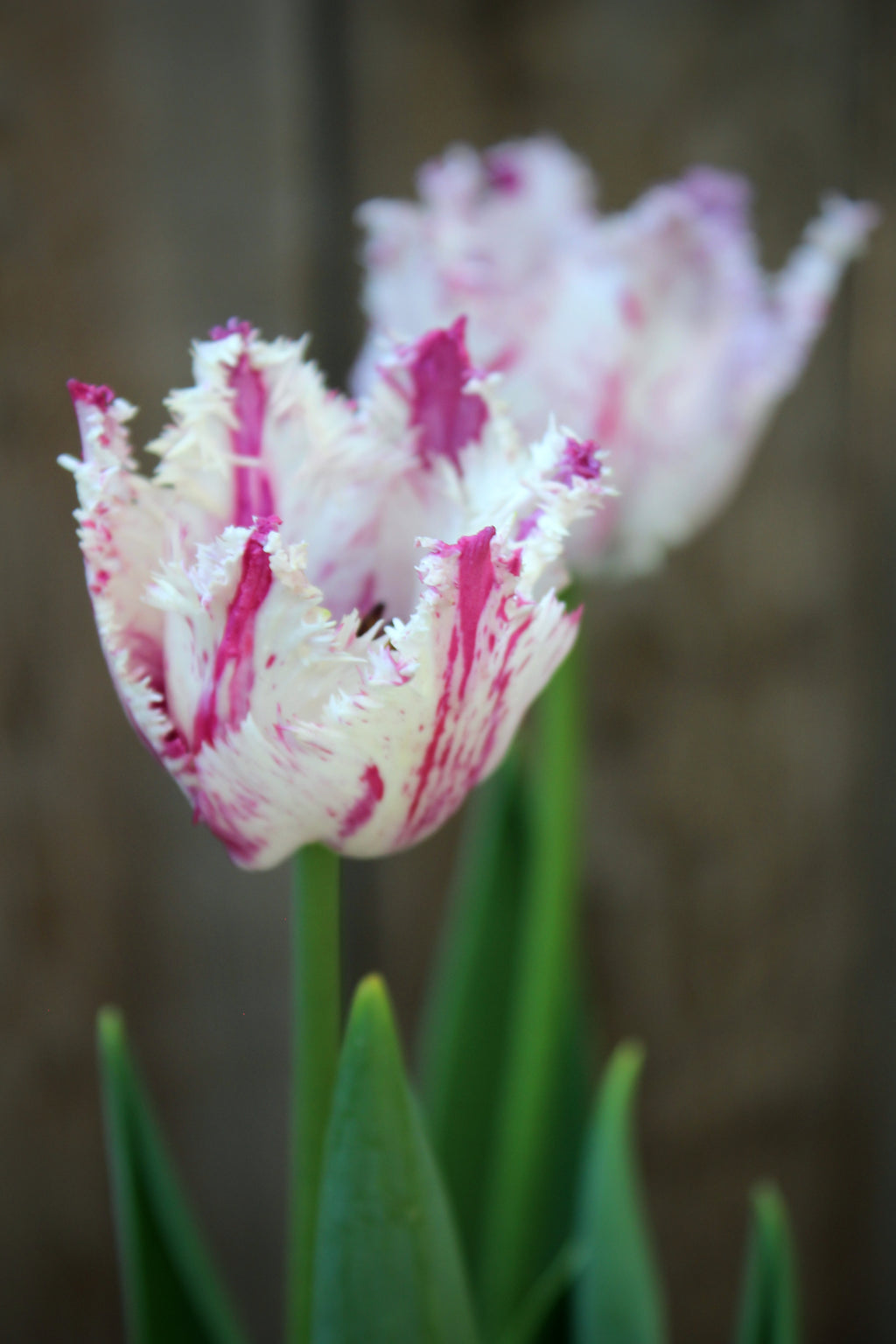 Tulipa 'Purple Circus' 11/12