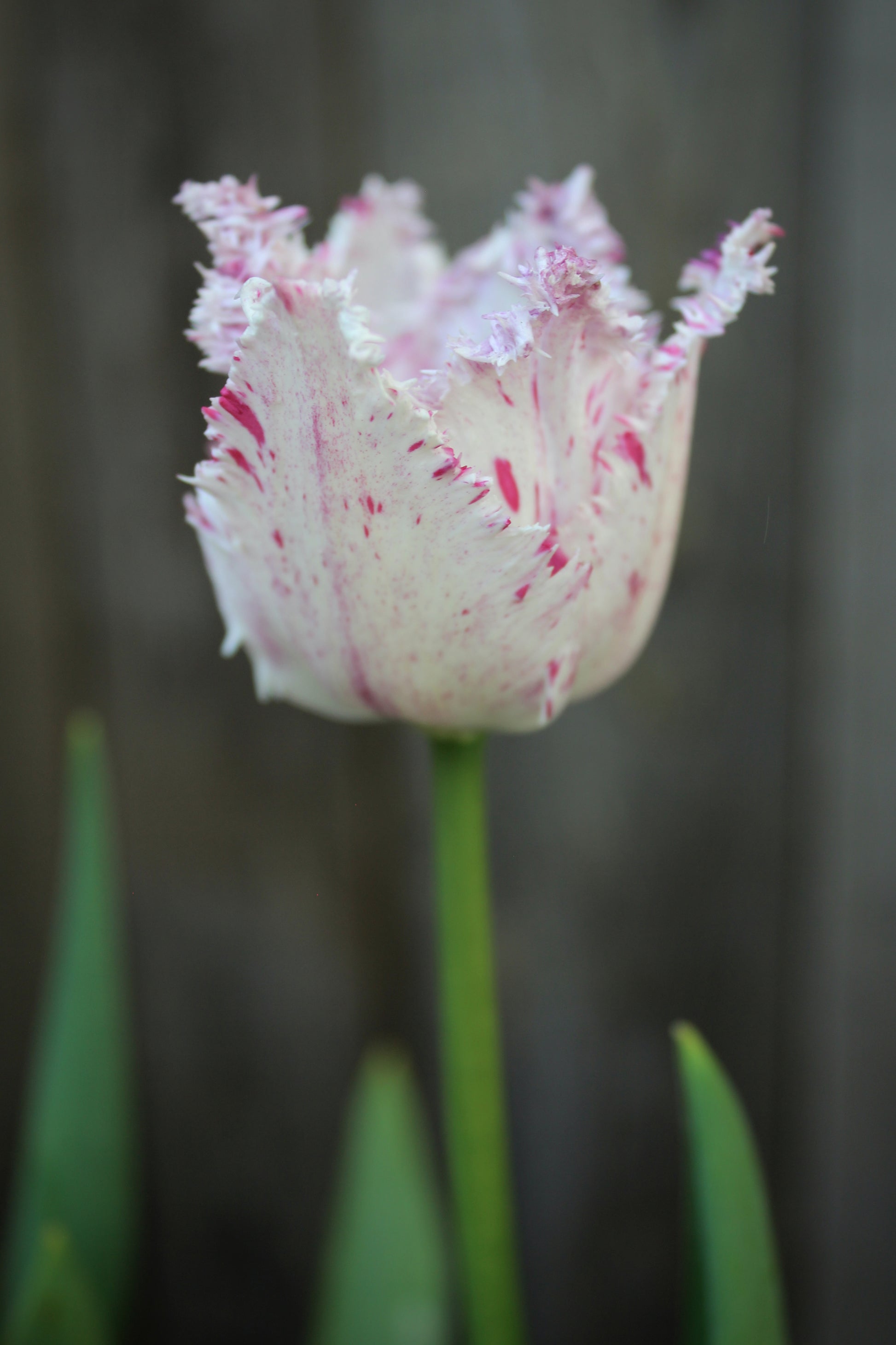 Tulipa 'Purple Circus' 11/12