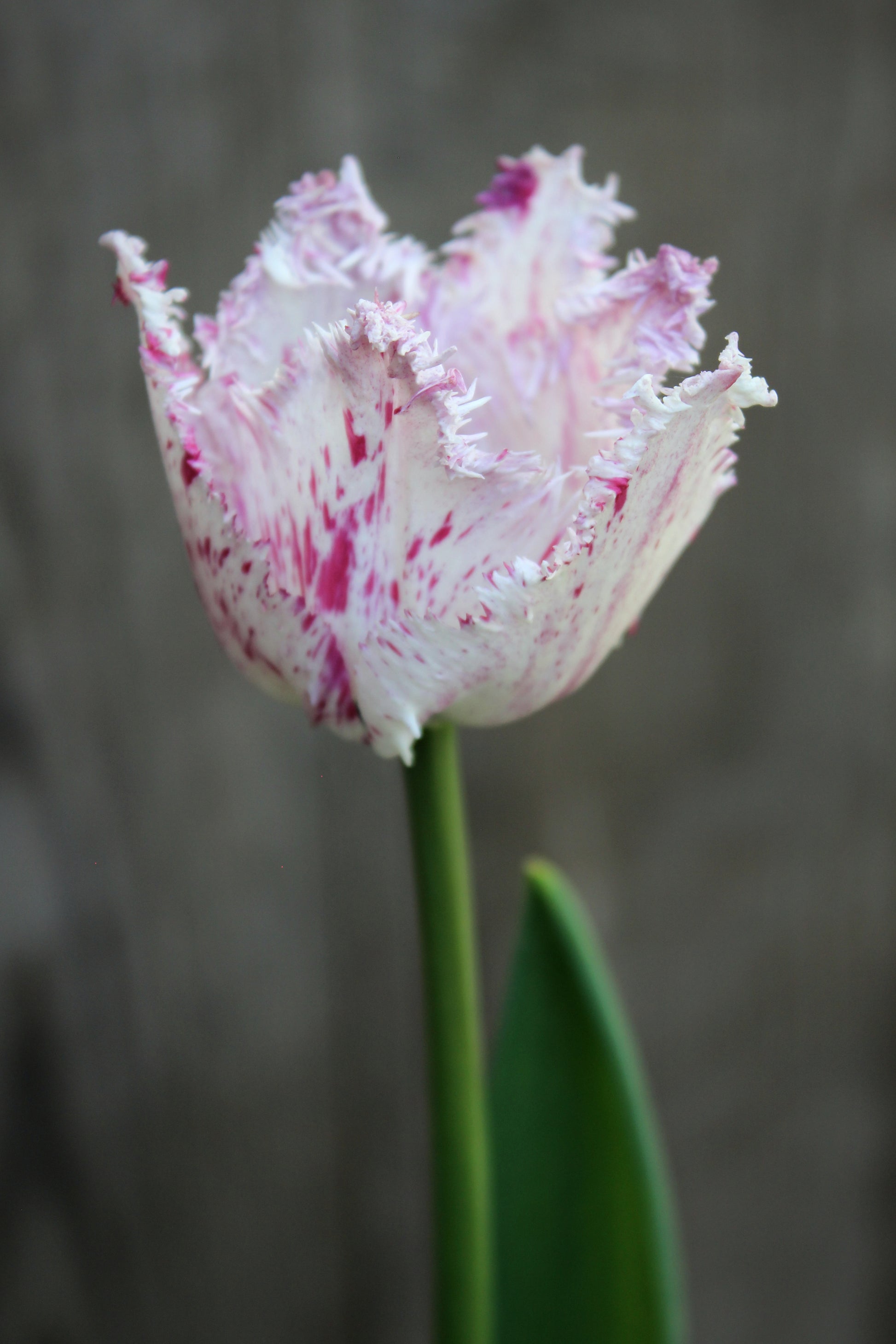 Tulipa 'Purple Circus' 11/12